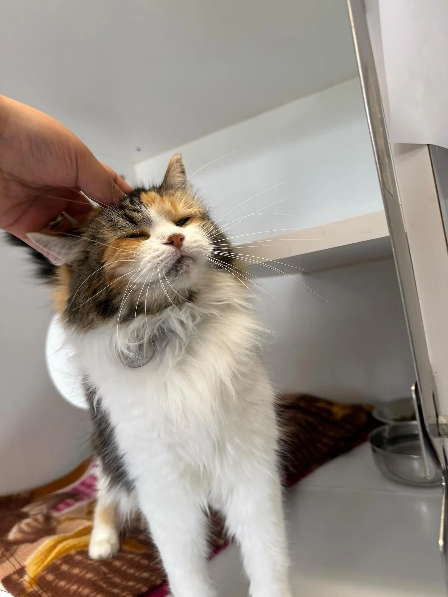 A calico cat with white, black, and orange fur being petted under the chin by a person. cat boarding in Calgary safe cat overnight care, comfortable cat kennel Calgary, clean cat boarding facility