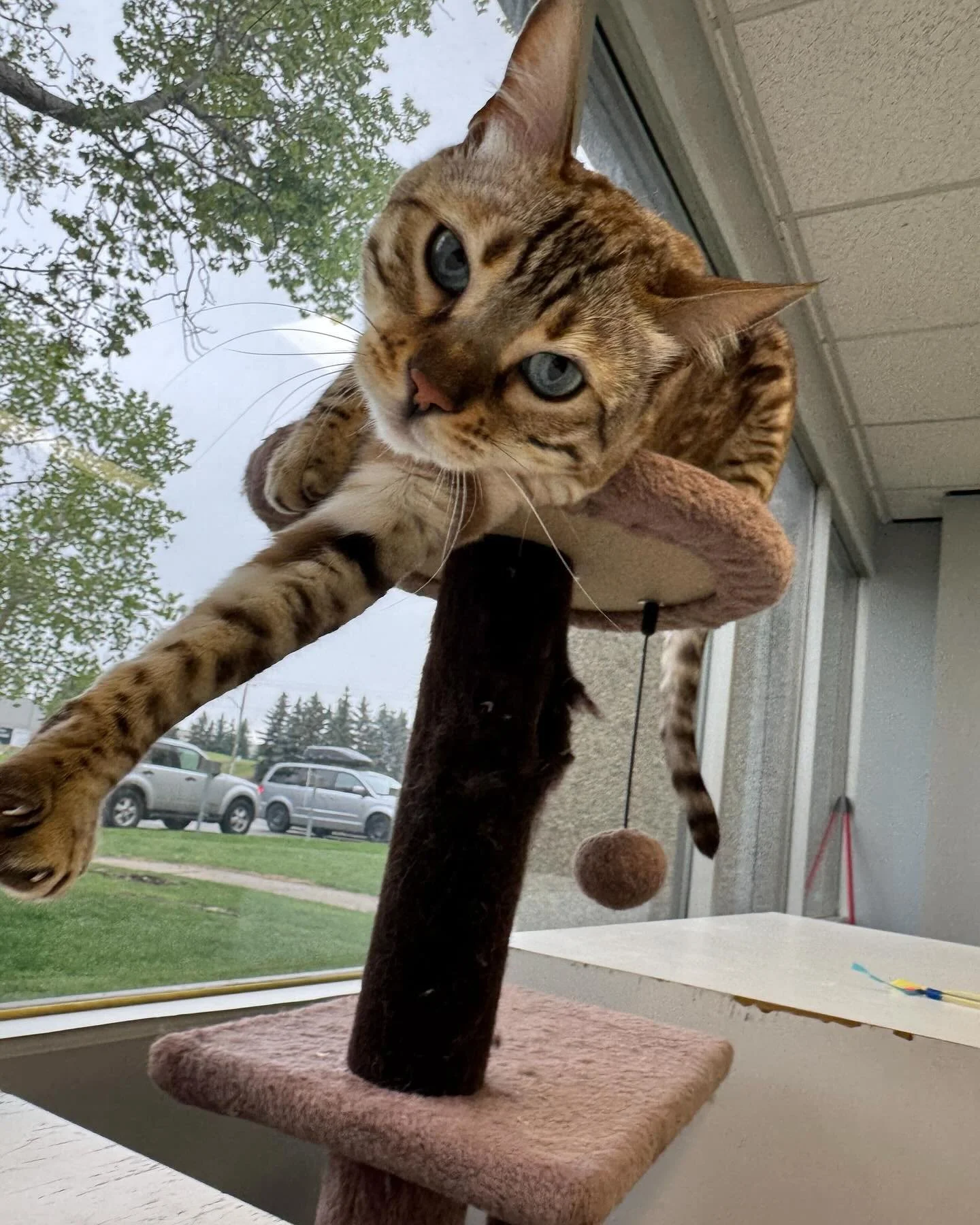 A tabby cat with blue eyes reaching down from a cat tree near a window outdoors. cat boarding in Calgary
