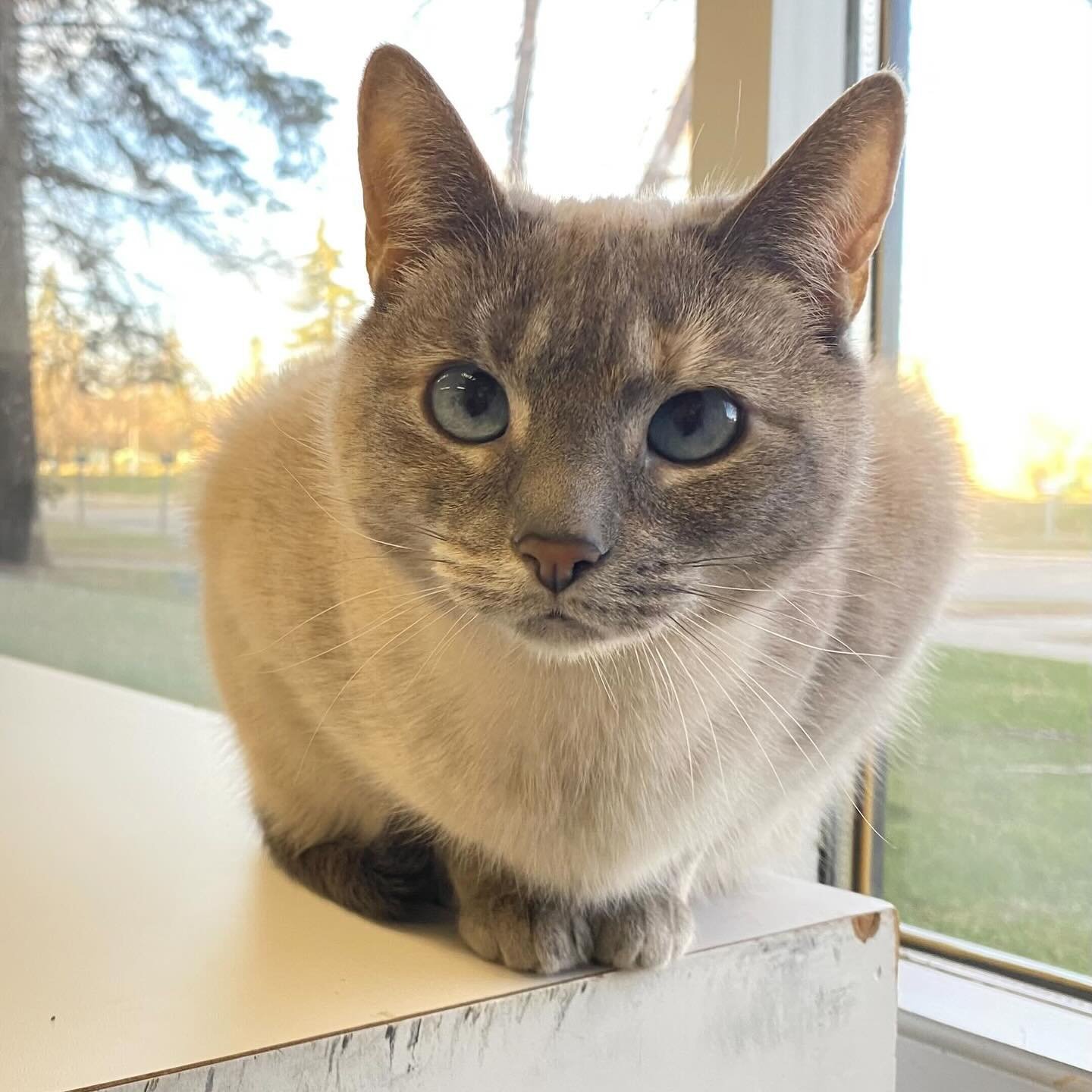 Close-up of a gray cat with blue eyes sitting on a white windowsill near a window with a view of trees and grass outside in daylight. cat boarding in Calgary