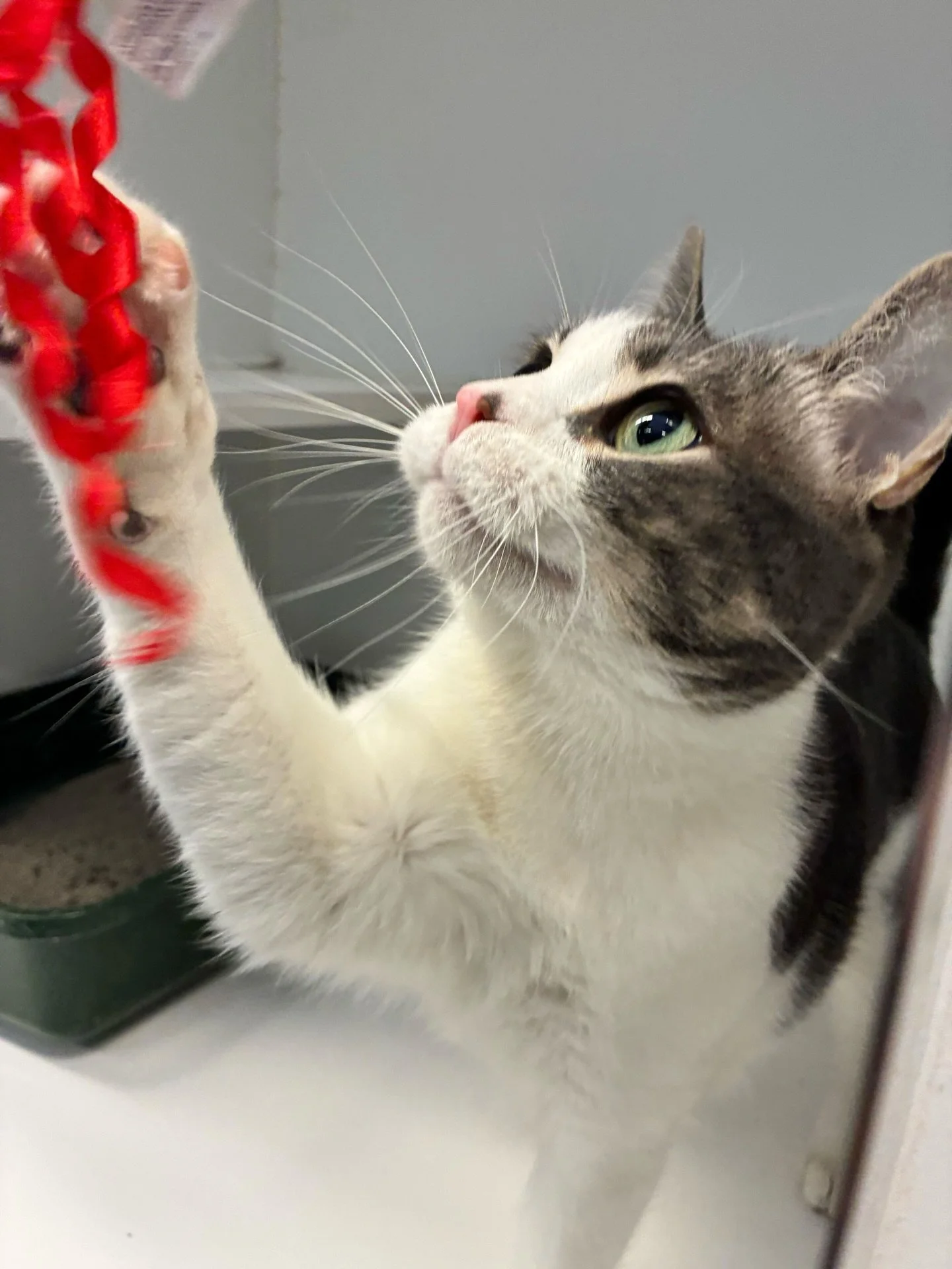 A gray and white cat with green eyes reaching out with its paw towards a red string toy. cat boarding in Calgary safe cat overnight care, comfortable cat kennel Calgary, clean cat boarding facility