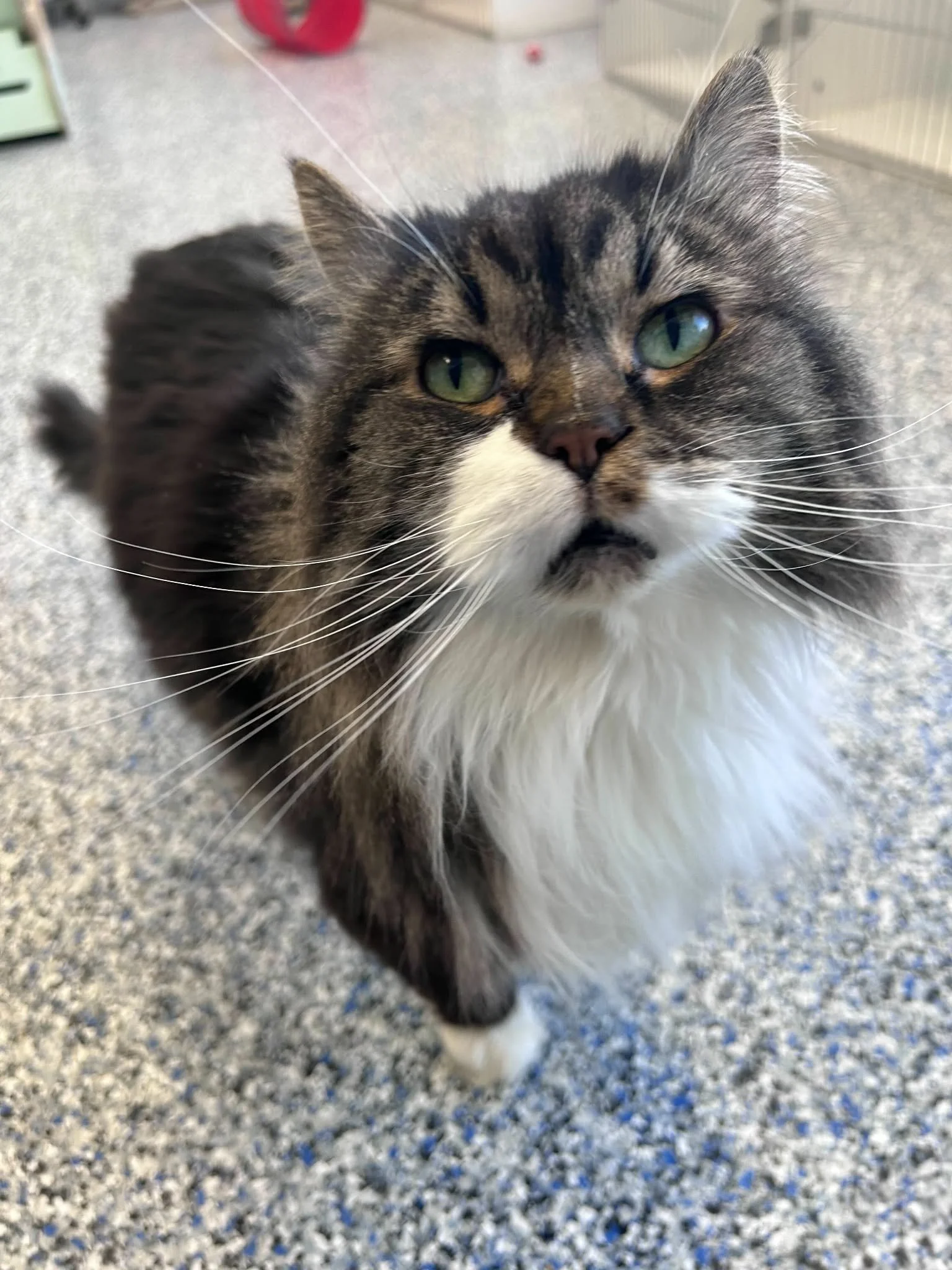 Close-up of a long-haired tabby cat with green eyes, white chest, and white paws, standing on a speckled grey floor. cat boarding in Calgary safe cat overnight care, comfortable cat kennel Calgary, clean cat boarding facility