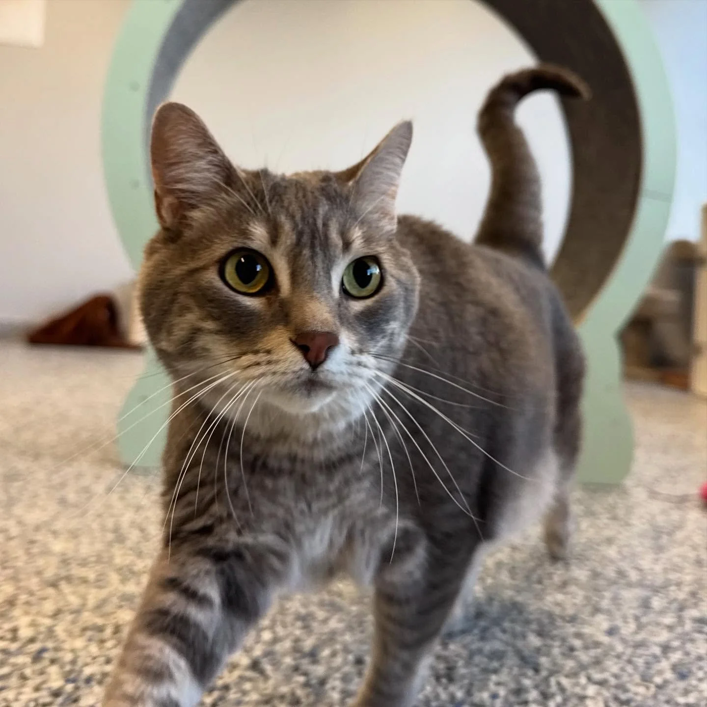 A tabby cat with green and yellow eyes walking toward the camera, behind a light green curved cardboard tunnel on a carpeted floor. cat boarding in Calgary safe cat overnight care, comfortable cat kennel Calgary, clean cat boarding facility