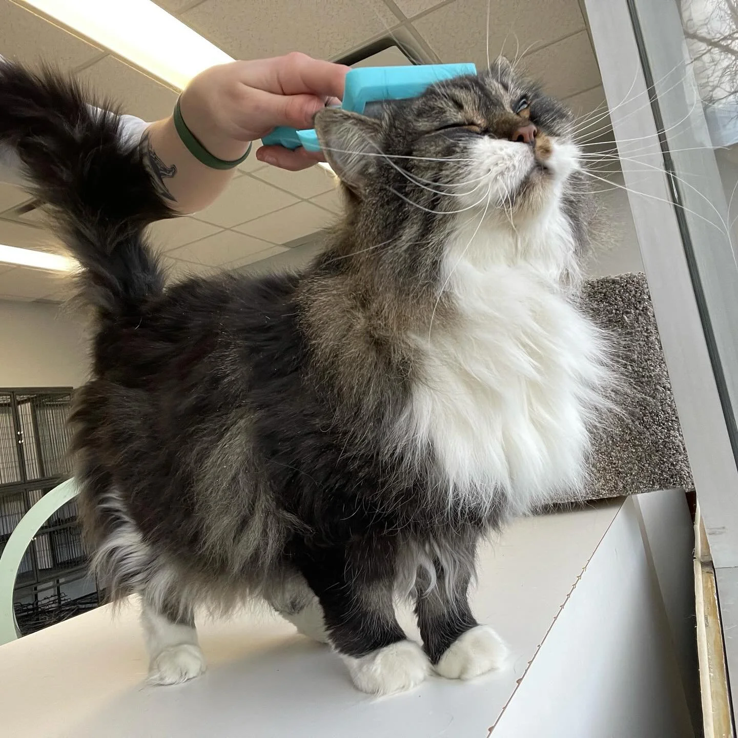 A long-haired gray and white cat sitting on a surface with its eyes closed while someone appears to be inspecting or grooming its head. comfortable cat kennel Calgary