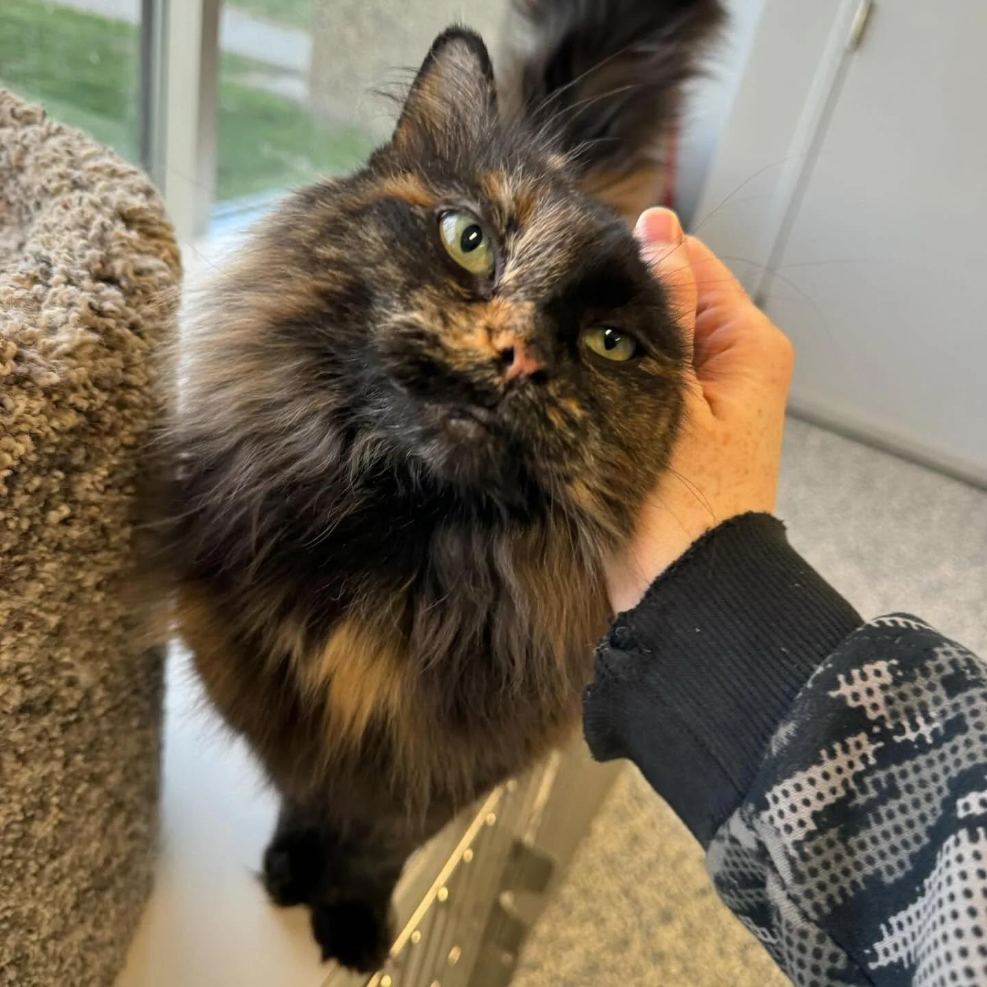 A person petting a long-haired tortoiseshell cat with green eyes near a window. cat boarding in Calgary