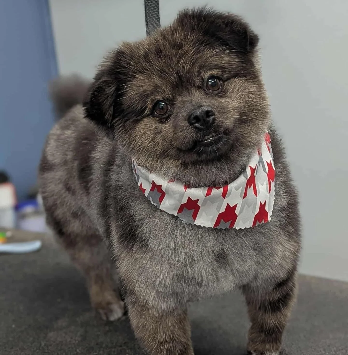 A cute, fluffy brown Pomeranian dog with a slightly tilted head, wearing a red and white star-patterned bandana around its neck, standing on a black surface with a blurred background.