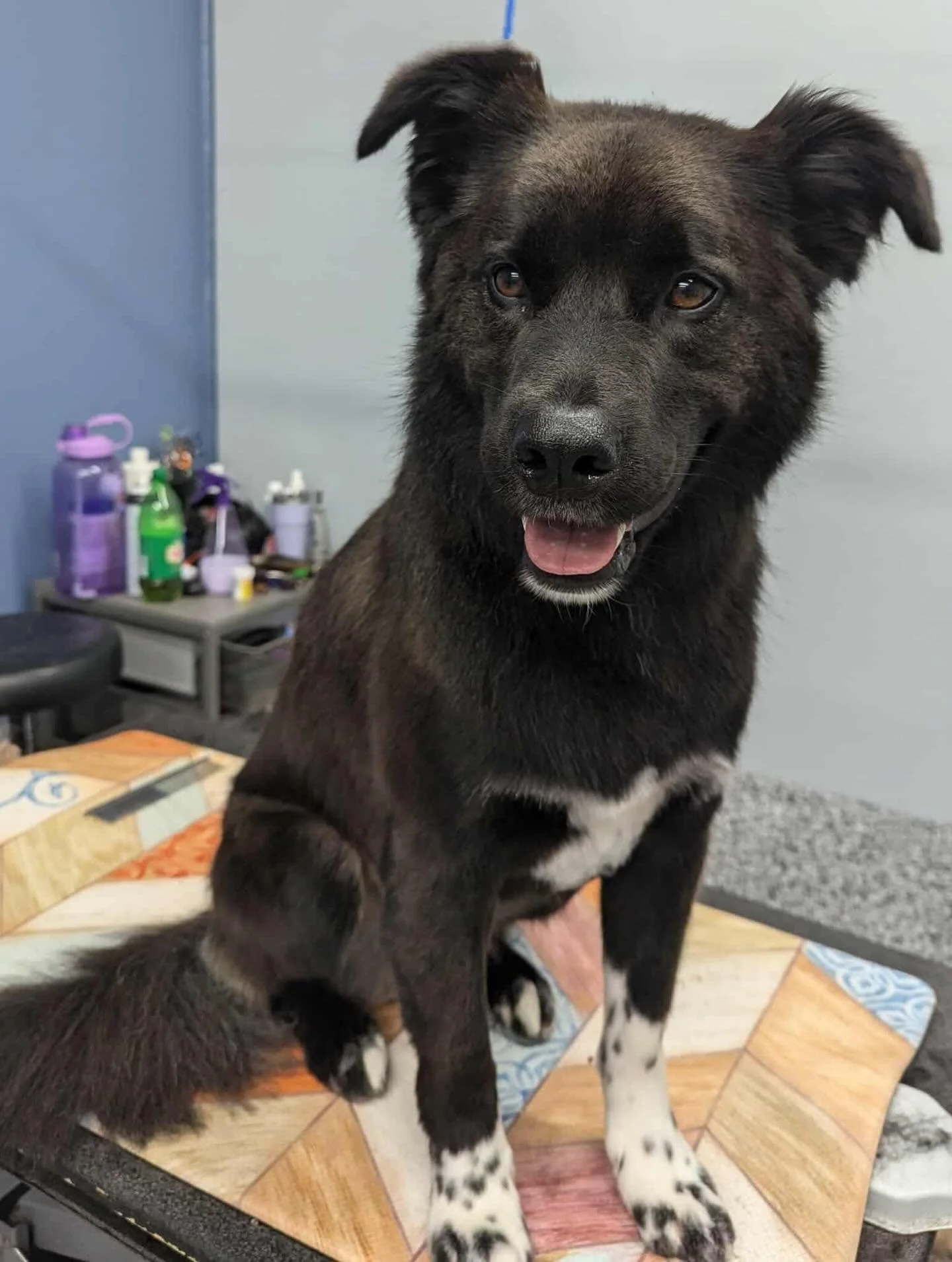 Black dog with white patches on paws and chest sitting on a table, looking at the camera, with a curious expression.