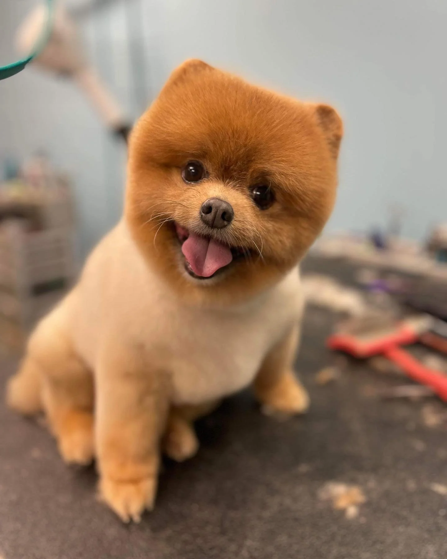 Cute Pomeranian dog with a fluffy brown face and beige body sitting on a grooming table, looking happy with tongue out.