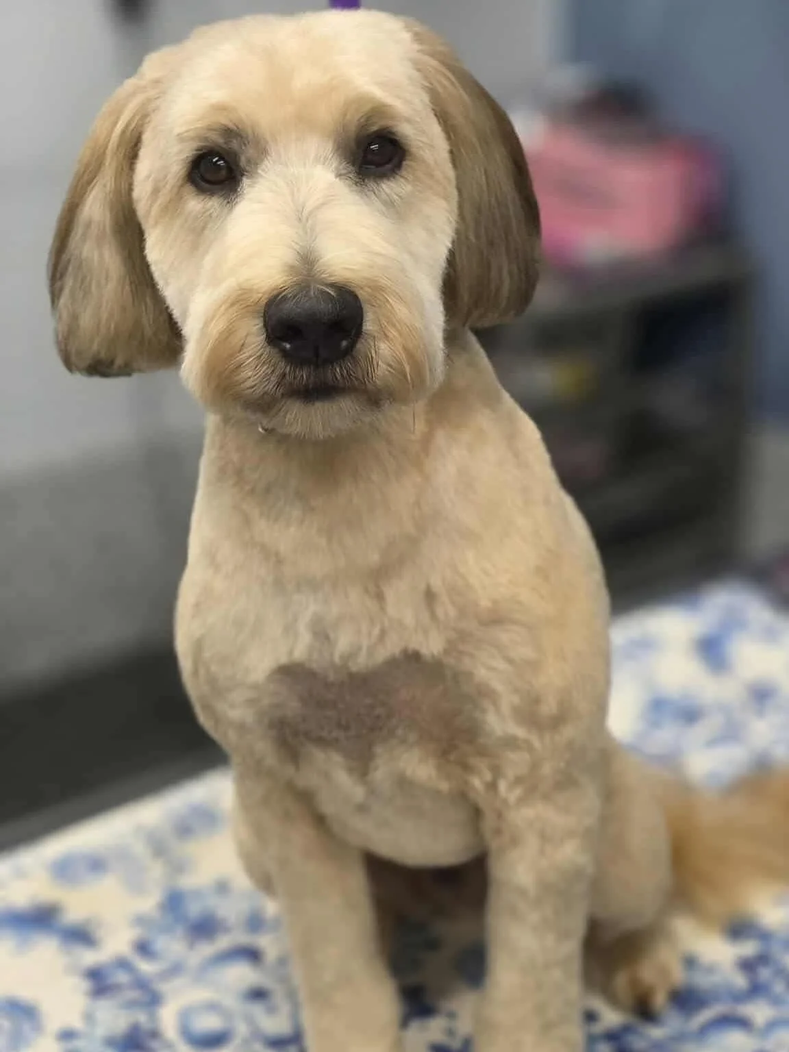 A cute tan dog with floppy ears sitting on a patterned blanket indoors.