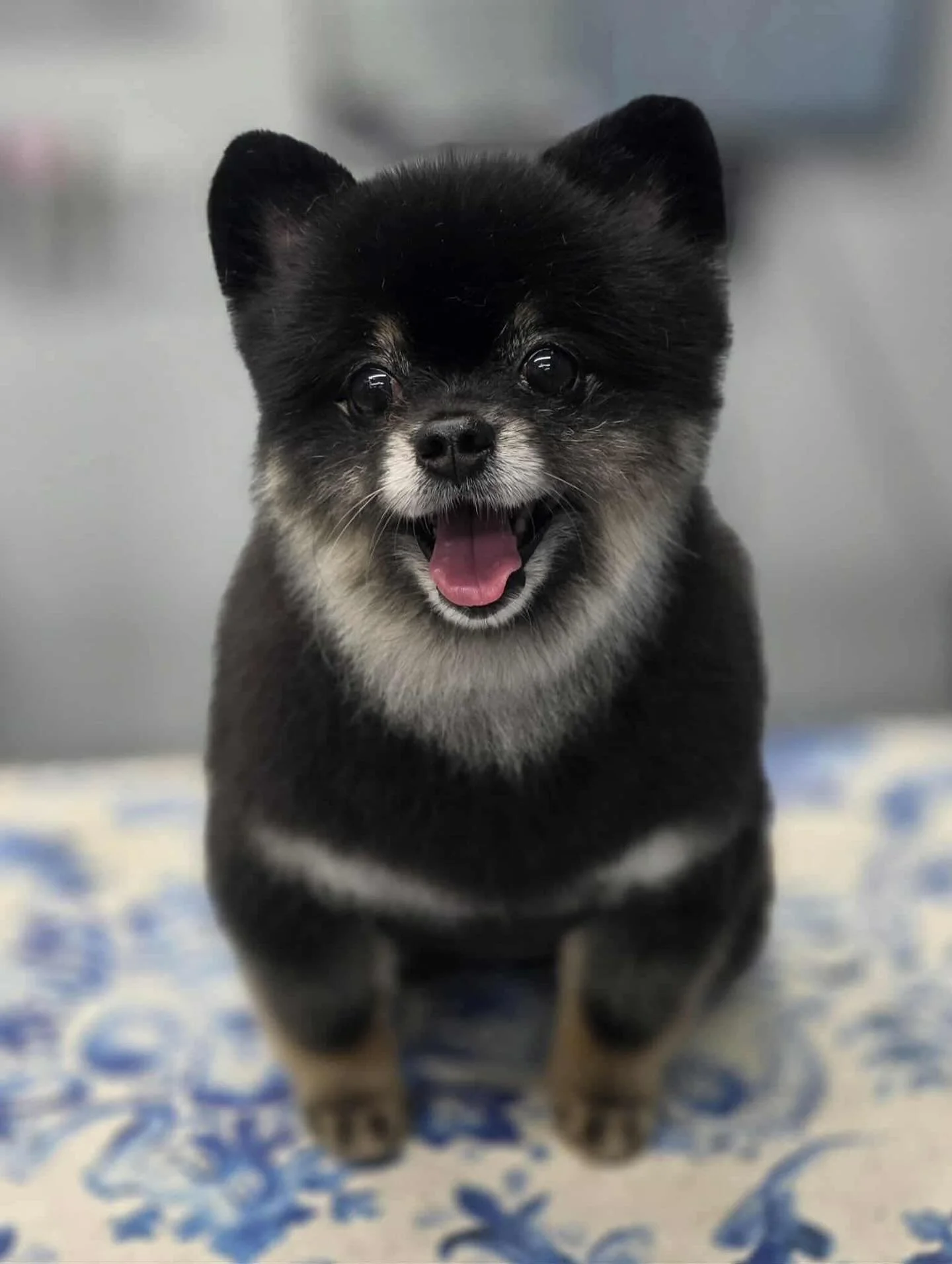 A small, fluffy black and tan dog with a happy expression, sitting on a blue and white patterned surface.