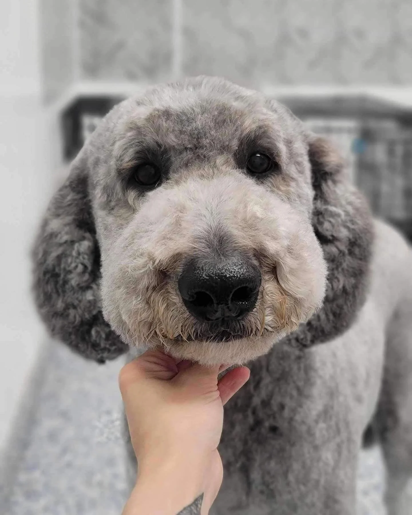 Close-up of a dog's face with slightly curly, gray and white fur, being gently held by a person's hand under its chin in an indoor setting.