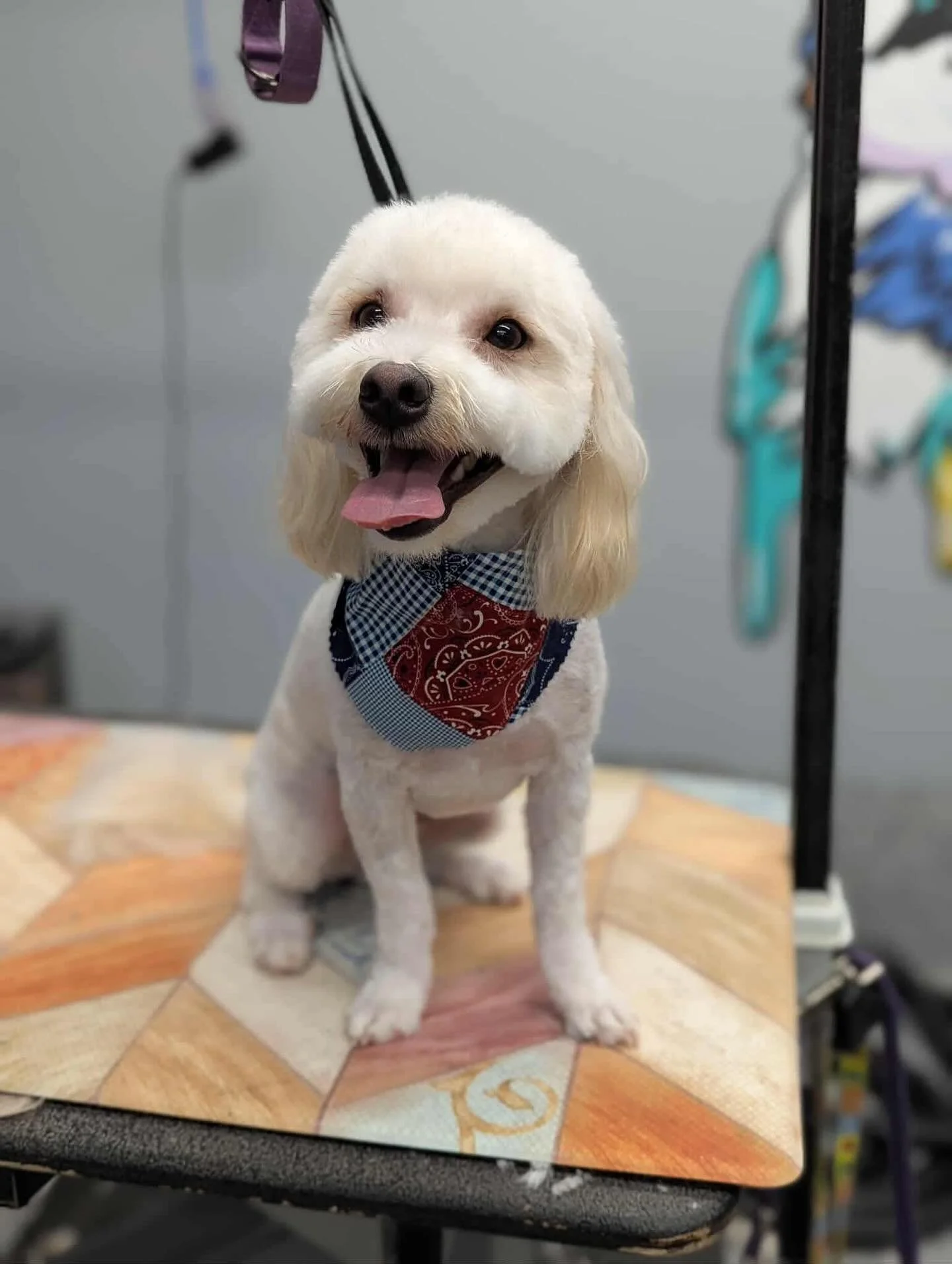 A happy dog with a bandana around its neck, sitting on a grooming table.
