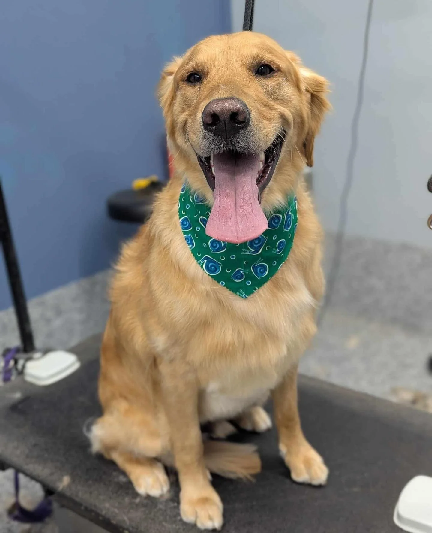 A happy golden retriever dog sitting on a grooming table, wearing a green bandana with blue and white patterns, and smiling with its tongue out.