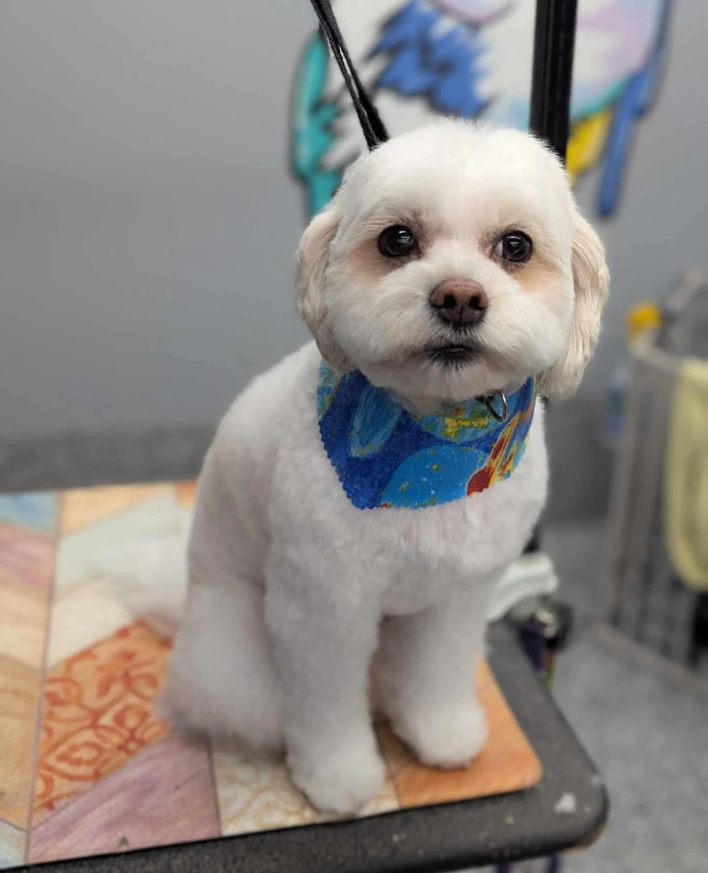 A small white dog with a blue, yellow, and red bandana around its neck, sitting on a grooming table with a colorful tile pattern, in a grooming salon or veterinary clinic.