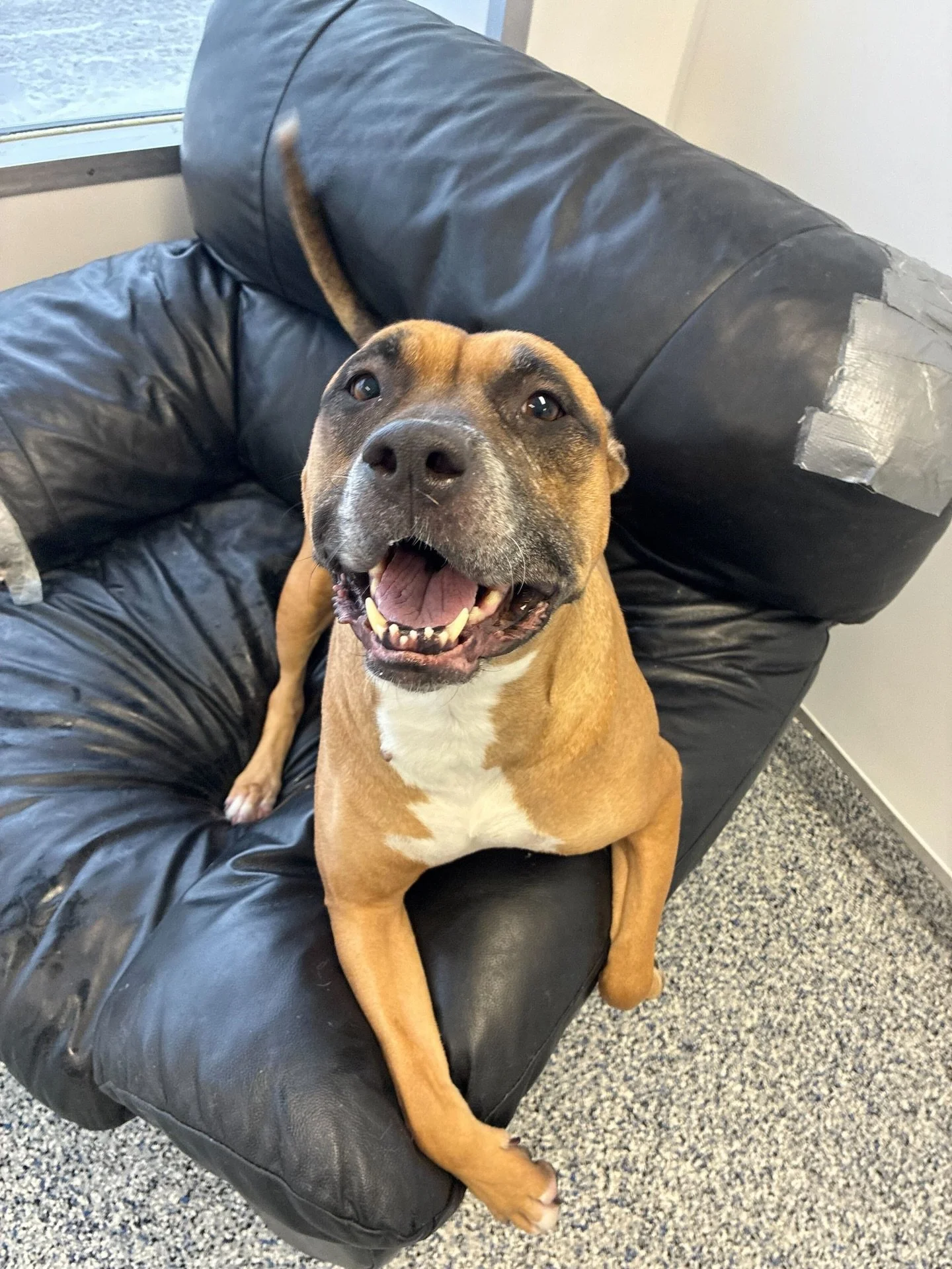 A happy brown and white dog sitting on a black leather couch with a torn armrest in an office or waiting area.