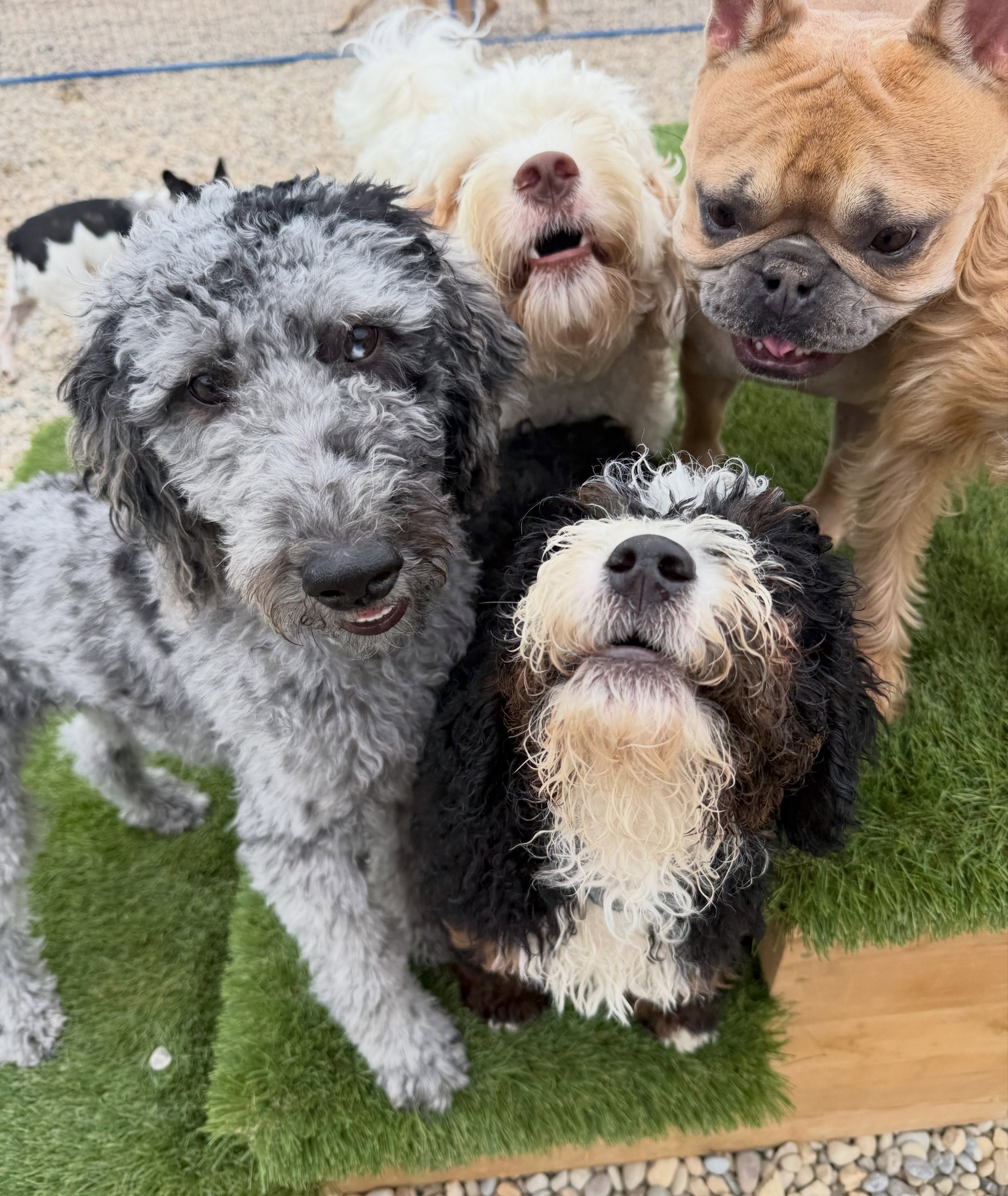 Airdrie Crossfield Dog Boarding Daycare 2 locations 4.jpg