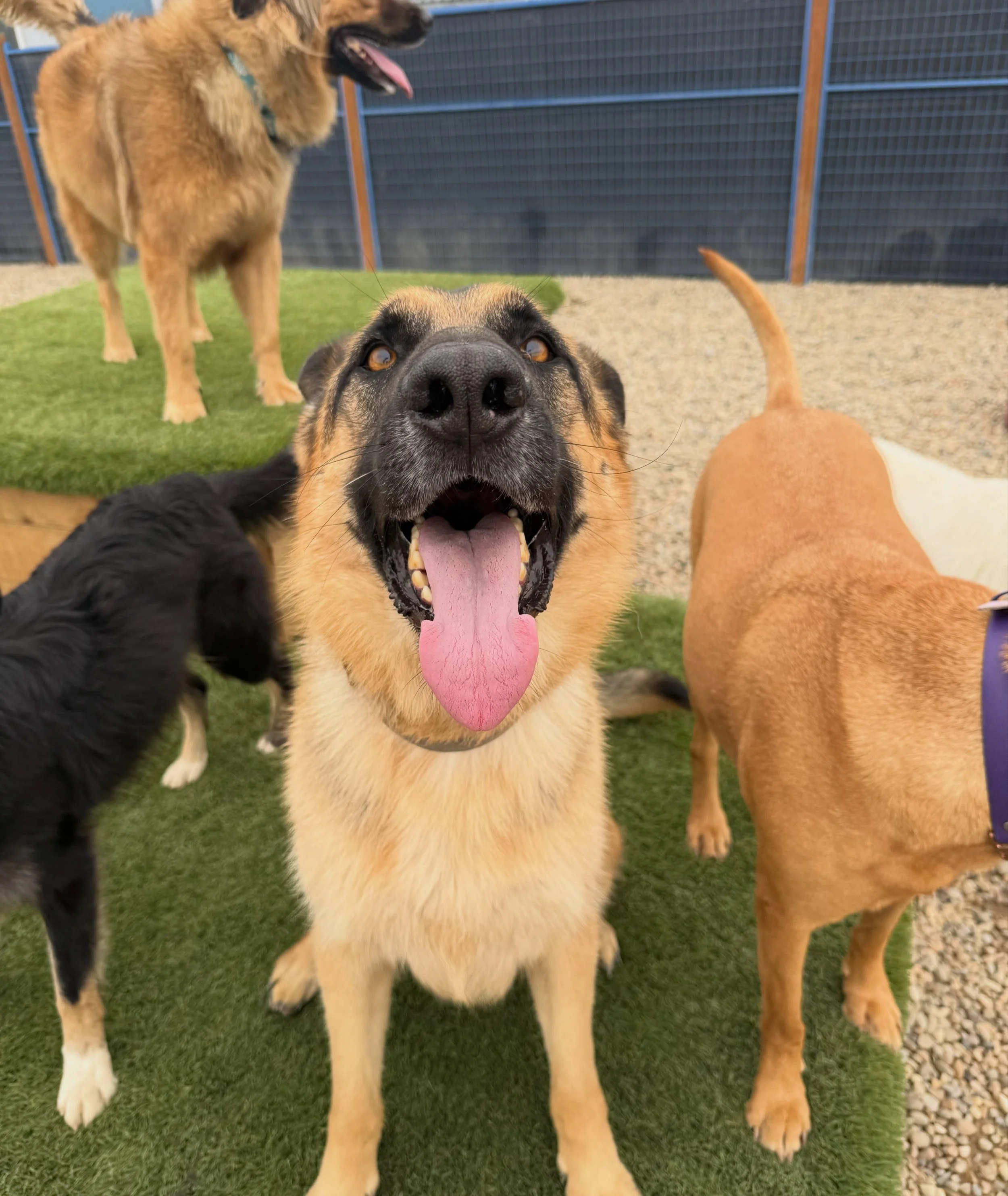 Airdrie Crossfield Dog Boarding Daycare 2 locations.jpg