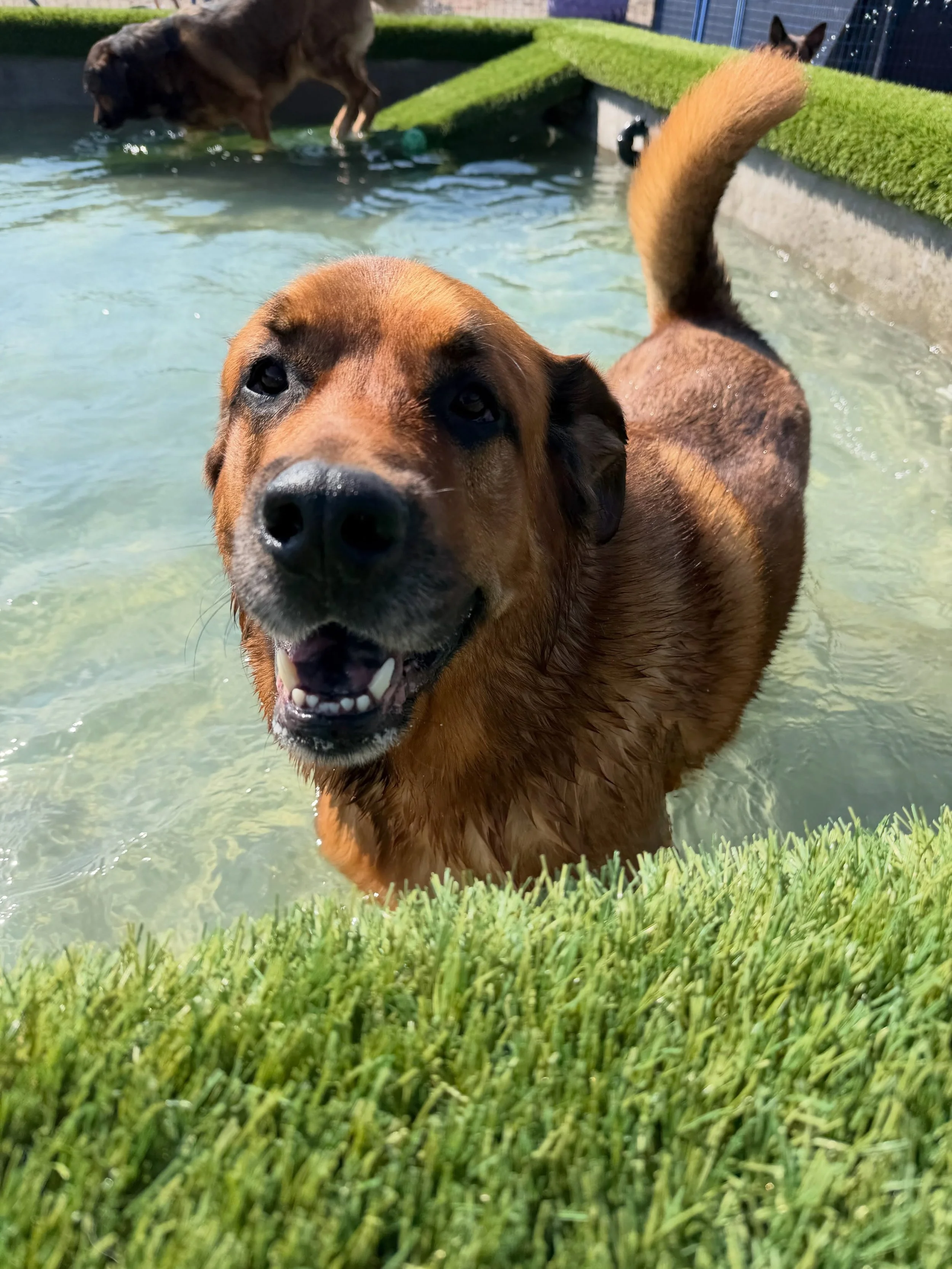 Airdrie Crossfield Dog Boarding Daycare swimming 2 locations.jpg