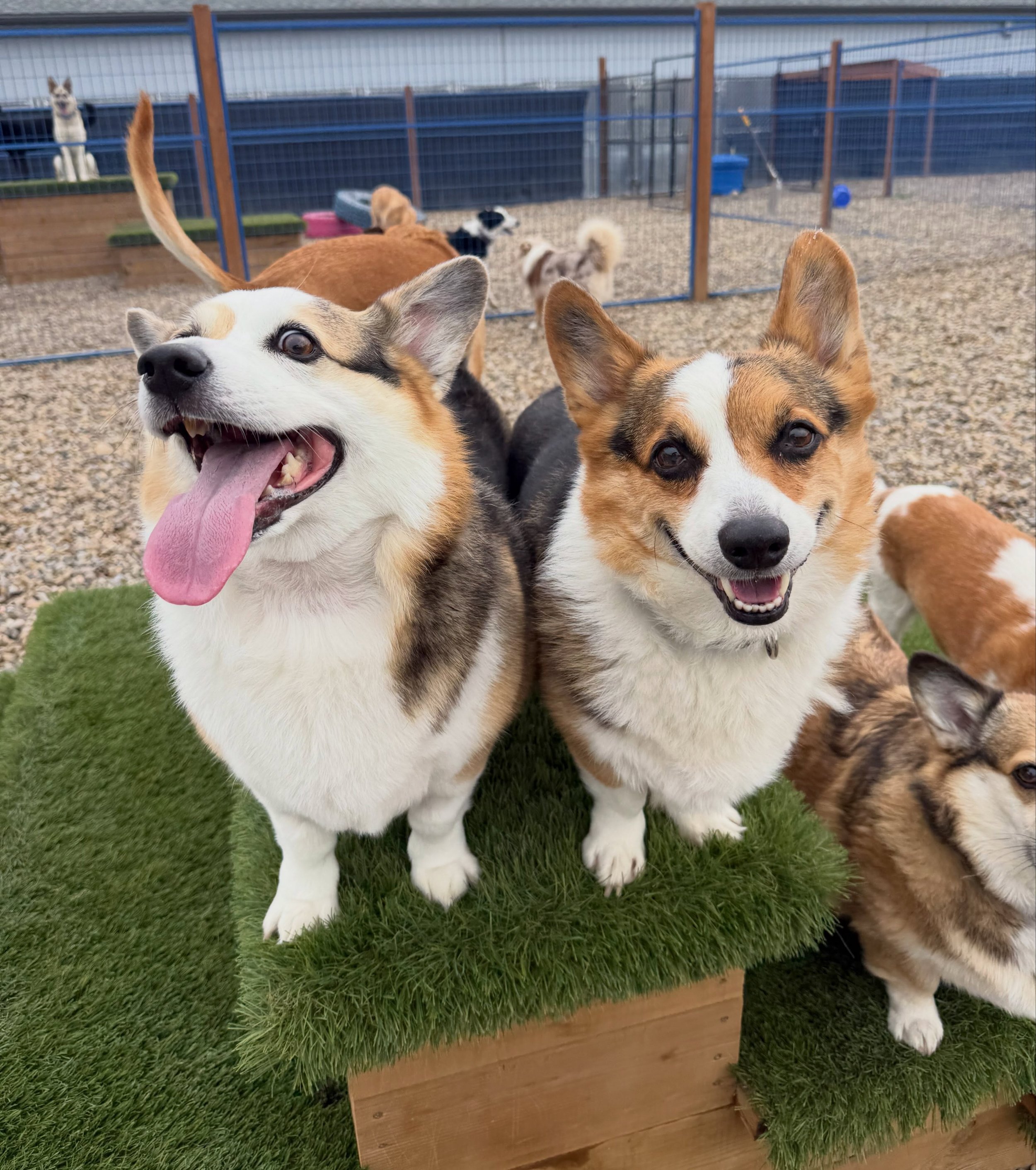 Airdrie Crossfield Dog Boarding Daycare 2 locations corgi army.jpg