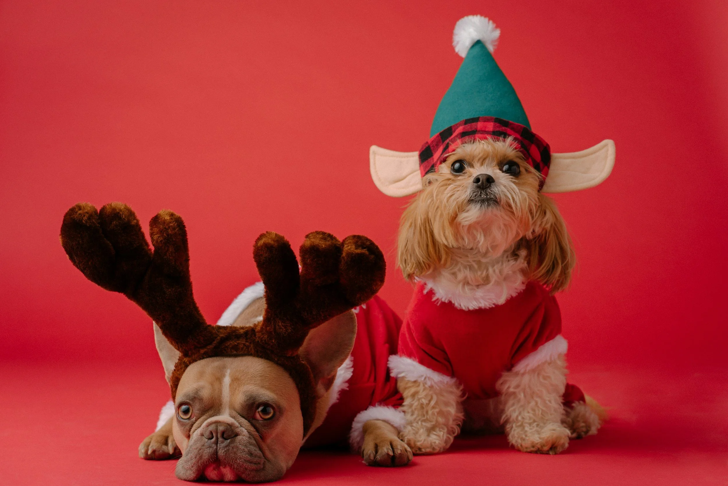 Bark &amp; Play Christmas Paw-ty 