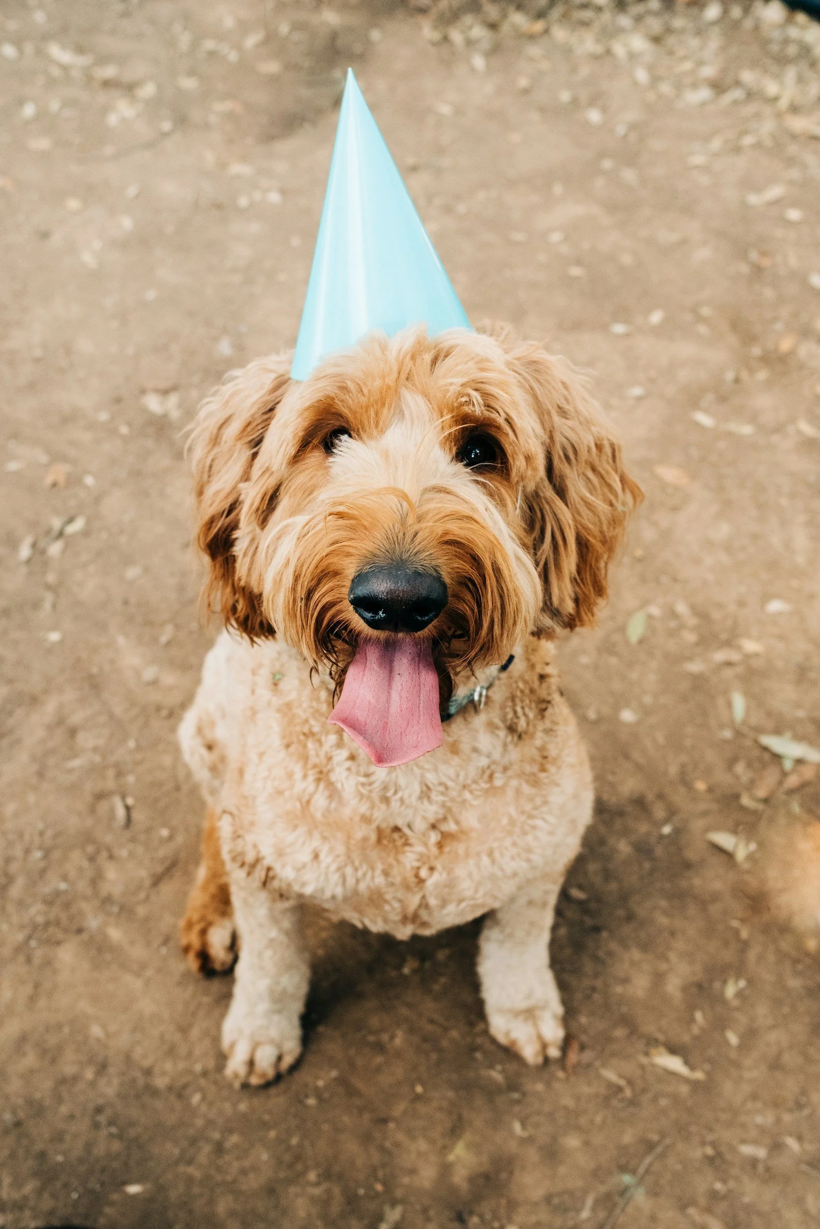 A furry, light brown dog with a curly tail, wearing a blue party hat with a pointed top, sitting on a dirt ground with small rocks and leaves, looking up with its tongue out.