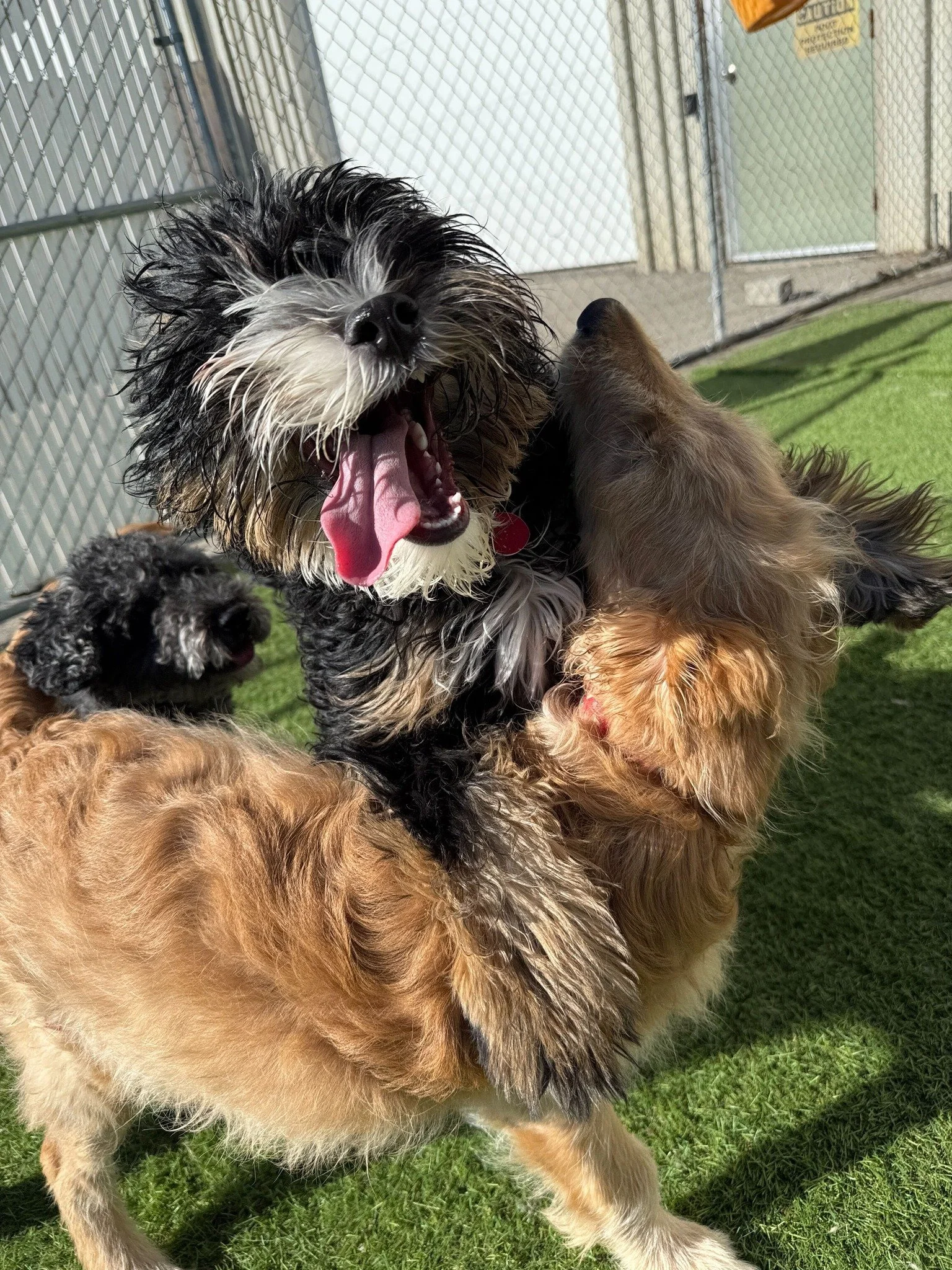 A joyful black, white, and brown dog with curly fur and a pink tongue hanging out, playing outdoors in front of a chain-link fence on green grass.