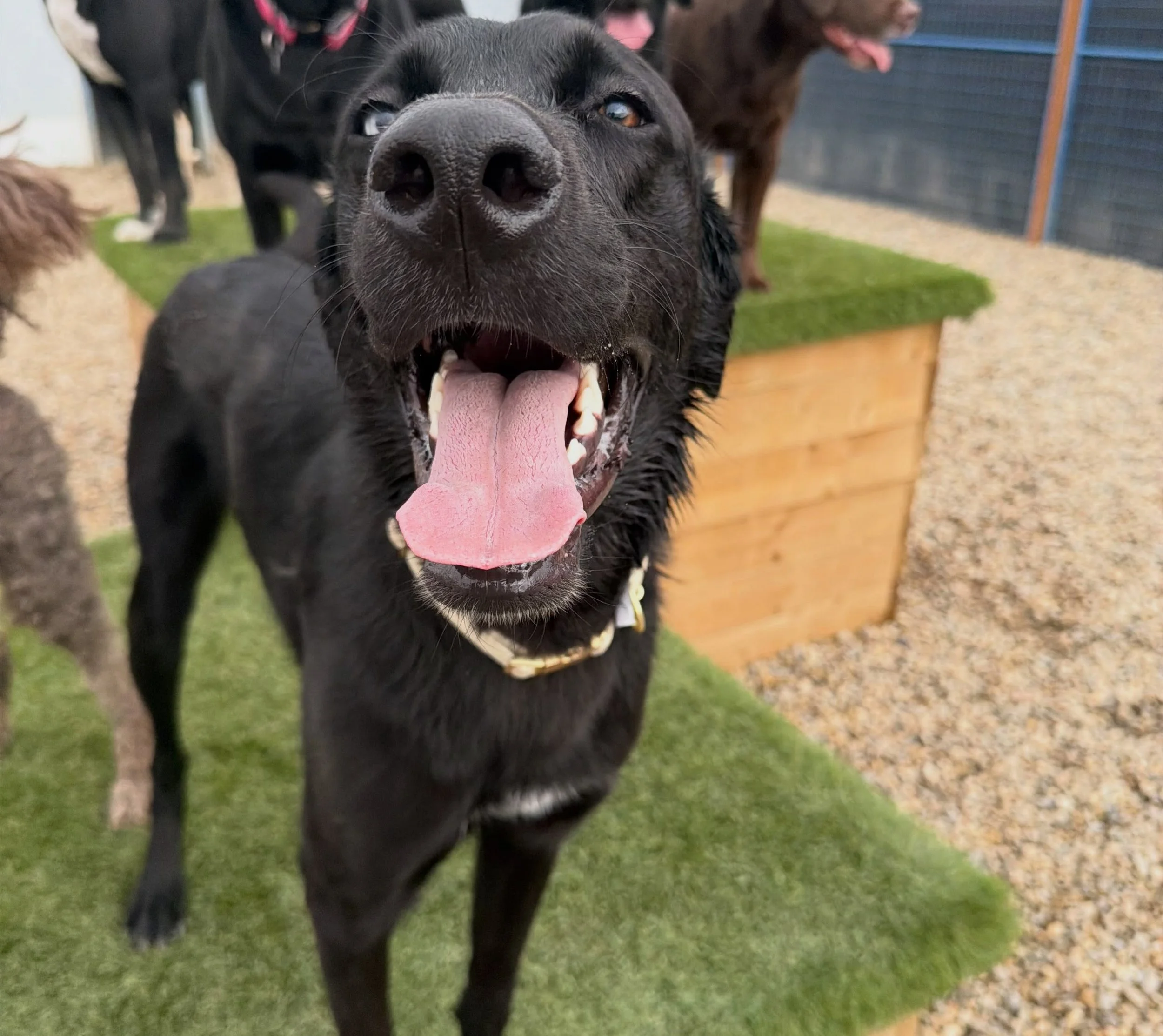 Dog Boarding Airdrie & Crossfield, Dog Daycare Airdrie Crossfield, Cat Boarding Airdrie Crossfield, Off leash dog walking Airdrie & Crossfield, Dog Grooming airdrie, Dog Boarding Calgary, Dog Daycare Calgary, Cat Boarding Calgary Dog Grooming Calgary