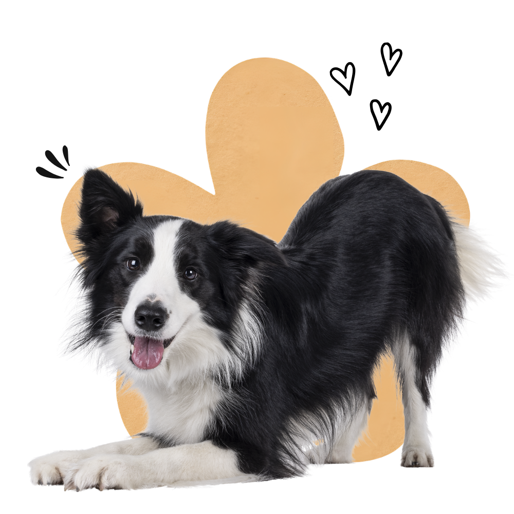 Dog Boarding Airdrie & Crossfield, Dog Daycare Airdrie Crossfield, Cat Boarding Airdrie Crossfield, Off leash dog walking Airdrie & Crossfield, Dog Grooming Calgary, Dog Boarding Calgary, Dog Daycare Calgary, Cat Boarding Calgary Dog Grooming Calgary