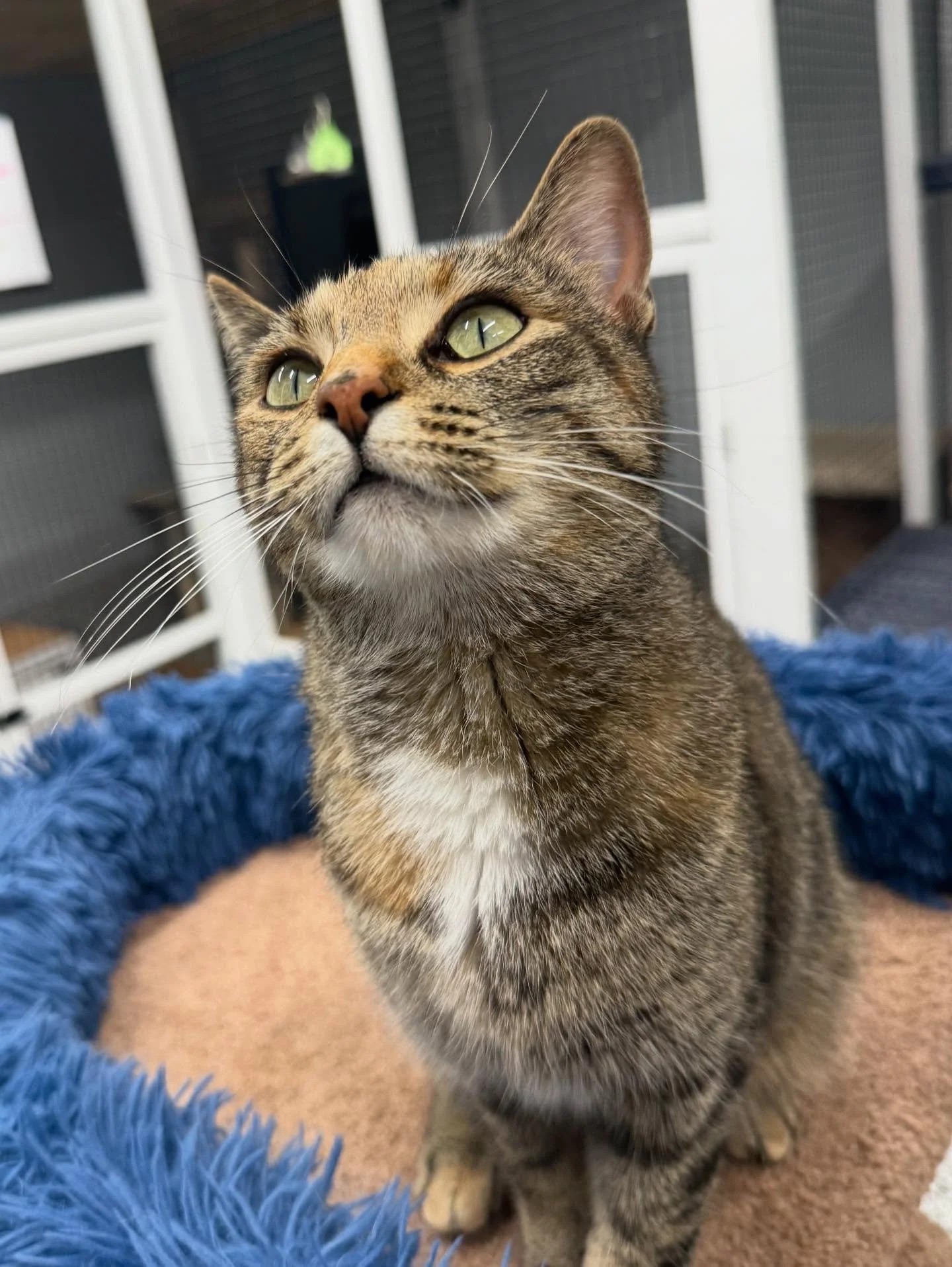 Close-up of a tabby cat with green eyes sitting in a blue fluffy bed. cat boarding Airdrie & Crossfield, safe cat care facility Airdrie, overnight cat boarding Crossfield, comfortable cat enclosure, clean cat boarding room