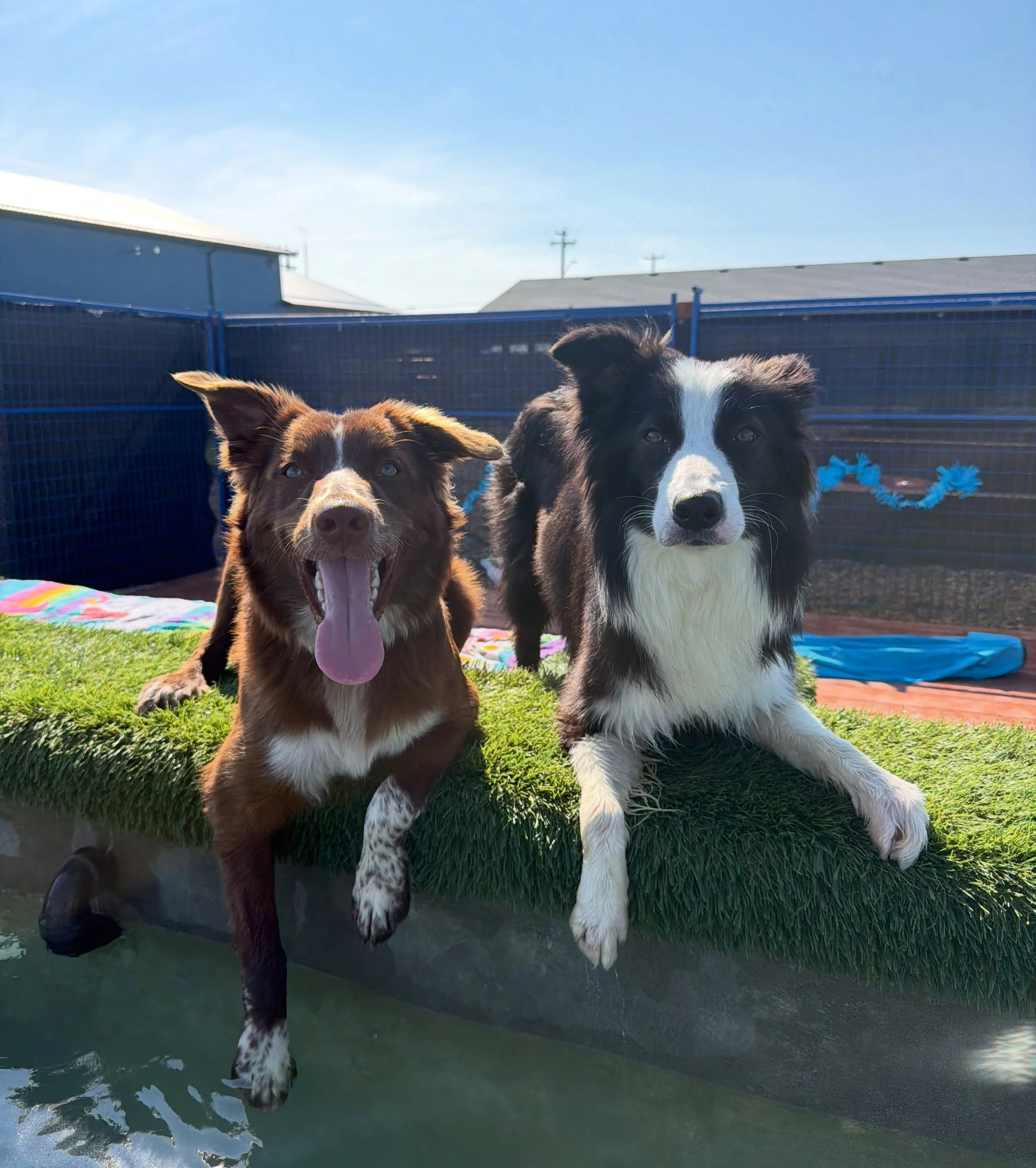 Love Your Pet Pup Pool Club, dog daycare with pool