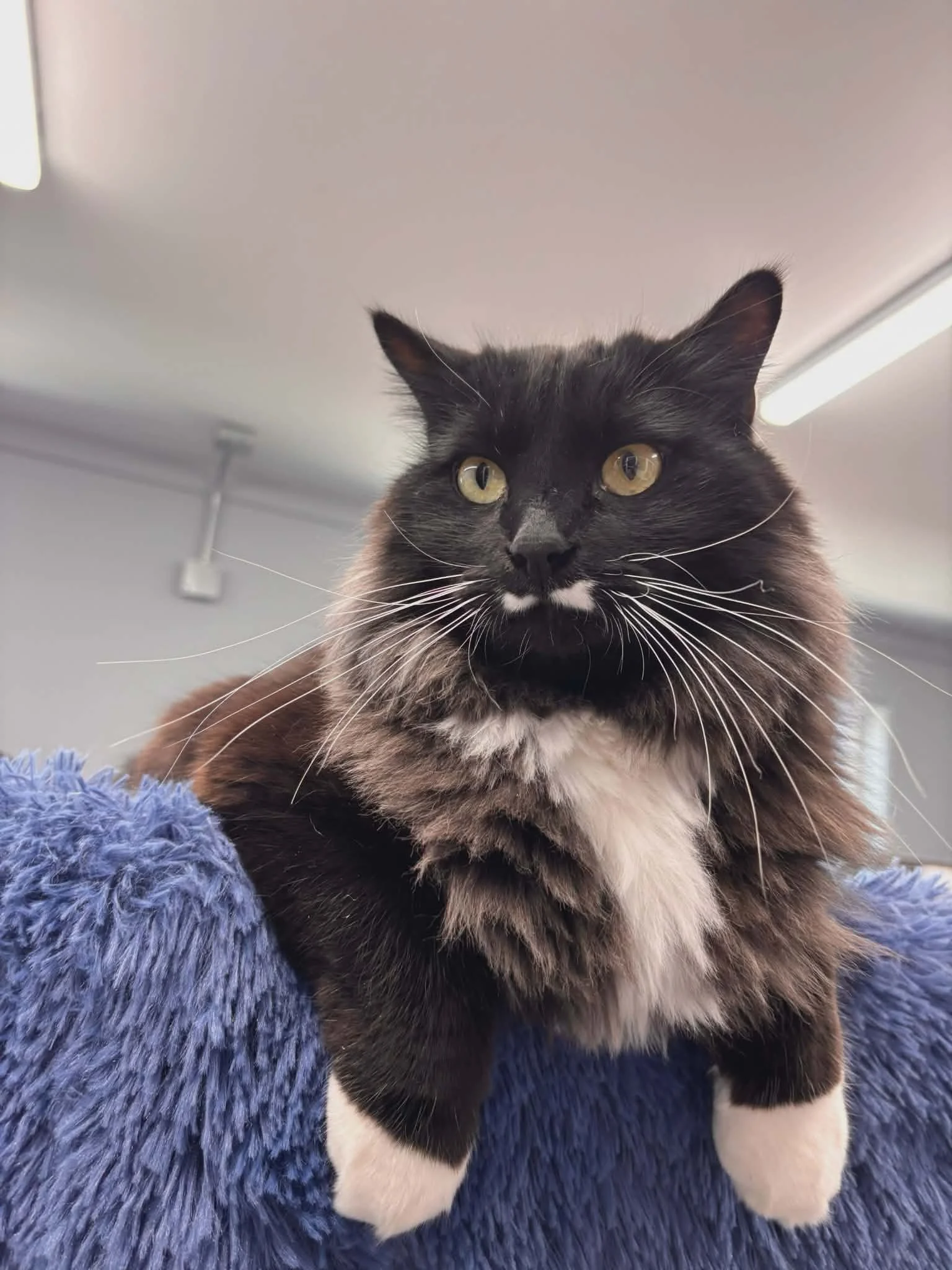 Close-up of a long-haired black and white cat with green eyes resting on a plush blue surface indoors. cat boarding Airdrie & Crossfield, safe cat care facility Airdrie, overnight cat boarding Crossfield, comfortable cat enclosure, clean cat boarding