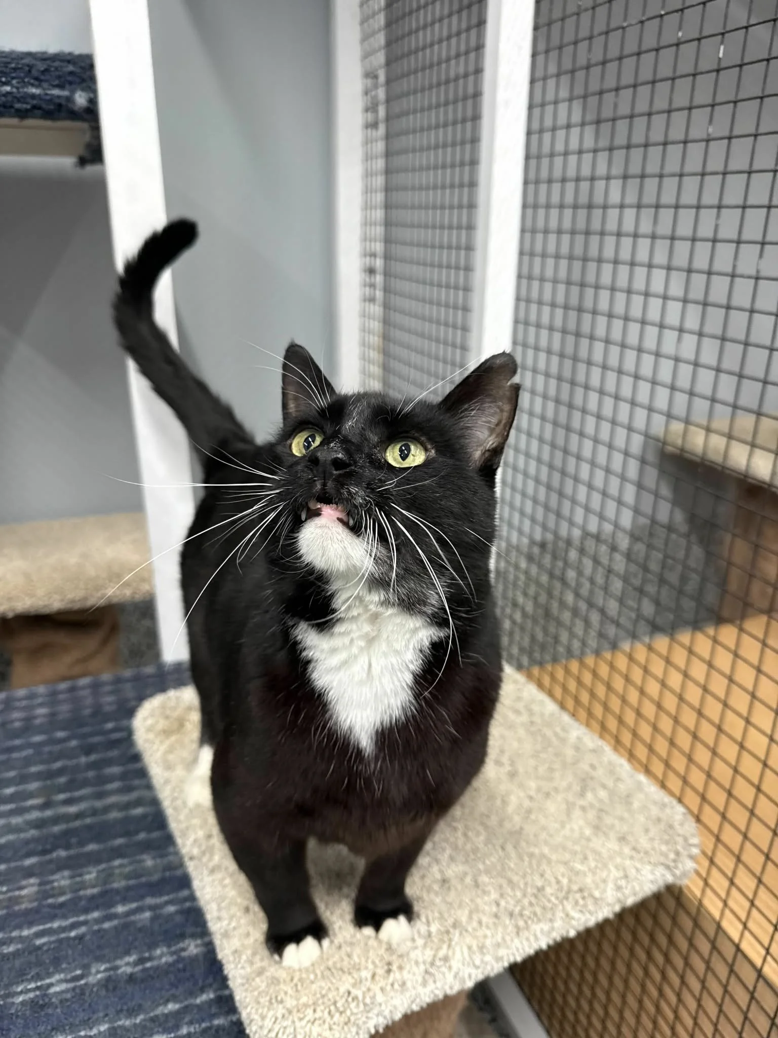 Black and white cat standing on a scratching post, looking up with ears perked and mouth slightly open, in a caged area. cat boarding Airdrie & Crossfield, safe cat care facility Airdrie, overnight cat boarding Crossfield, comfortable cat enclosure, 