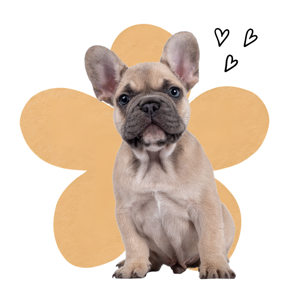Dog Boarding Airdrie & Crossfield, Dog Daycare Airdrie Crossfield, Cat Boarding Airdrie Crossfield, Off leash dog walking Airdrie & Crossfield, Dog Grooming Airdrie, Dog Boarding Calgary, Dog Daycare Calgary, Cat Boarding Calgary Dog Grooming Calgary