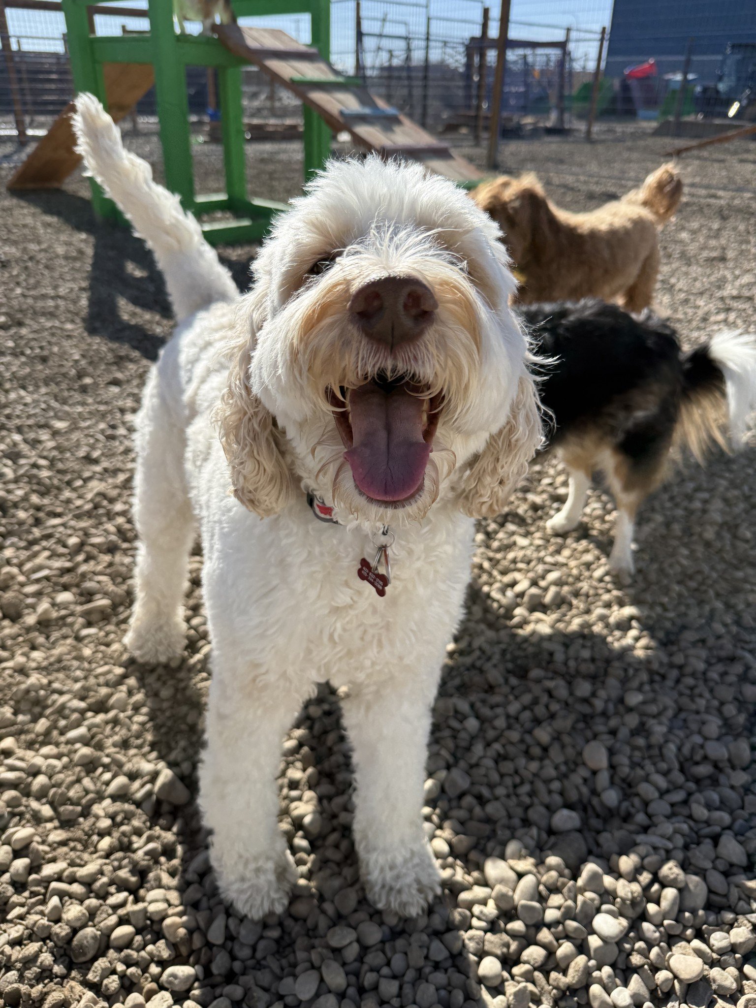 Love Your Pet Dog Daycare Boarding Grooming and Cat Boarding - with Free Pick up and drop off