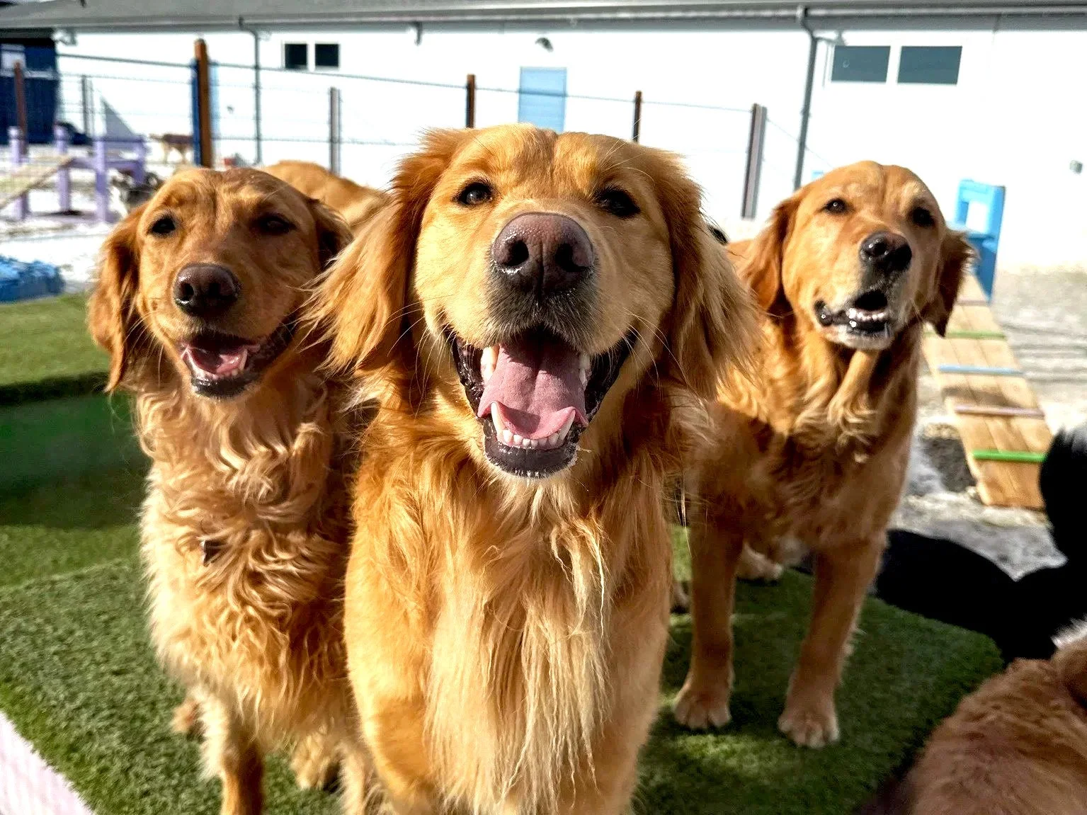 At Love Your Pet Dog Daycare, dogs receive personalized attention, structured days, and a cozy place to rest
