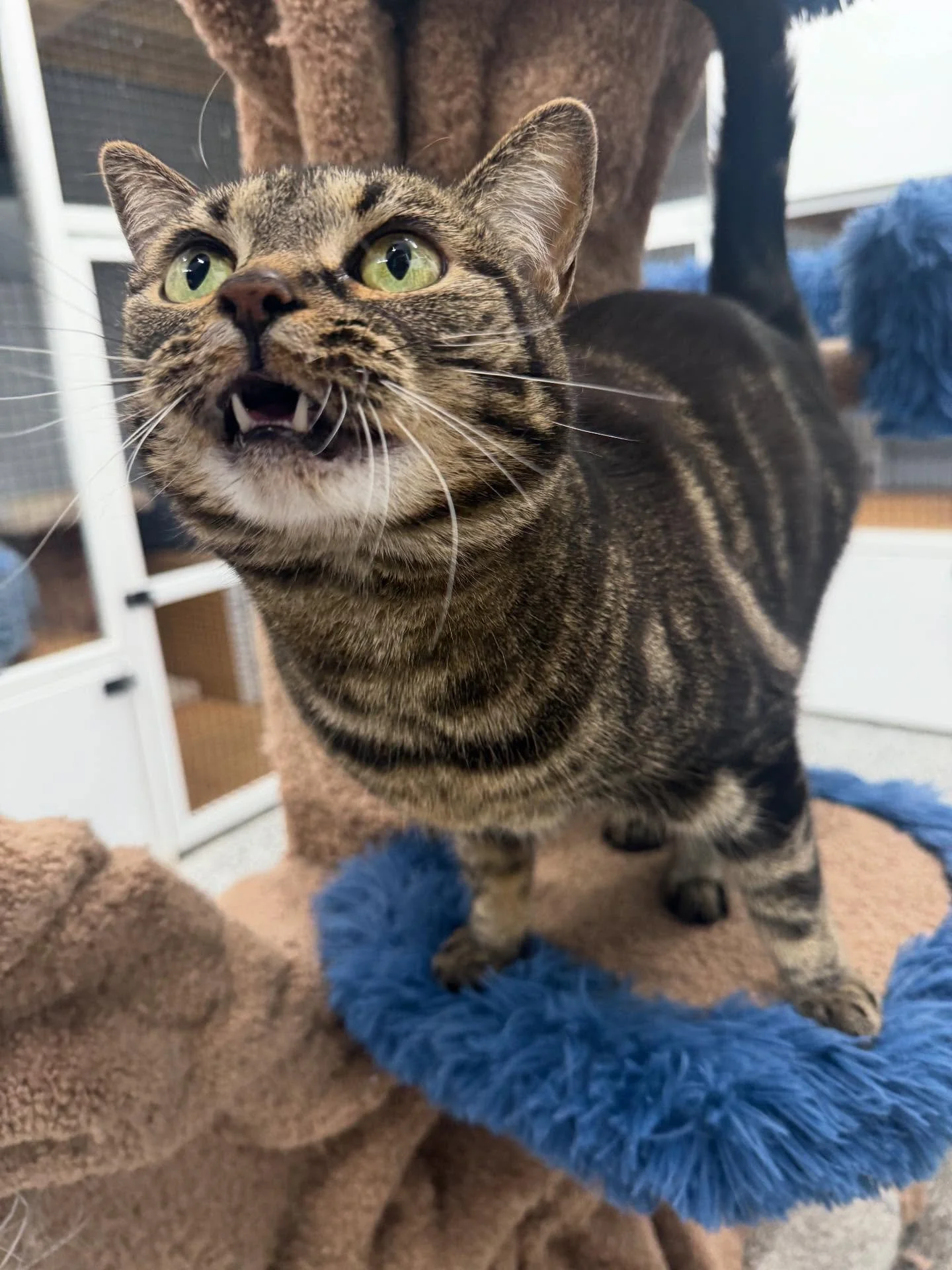 A tabby cat with green eyes and open mouth, showing small teeth, standing on a blue fuzzy circular perch. cat boarding Airdrie & Crossfield, safe cat care facility Airdrie, overnight cat boarding Crossfield, comfortable cat enclosure, clean cat board
