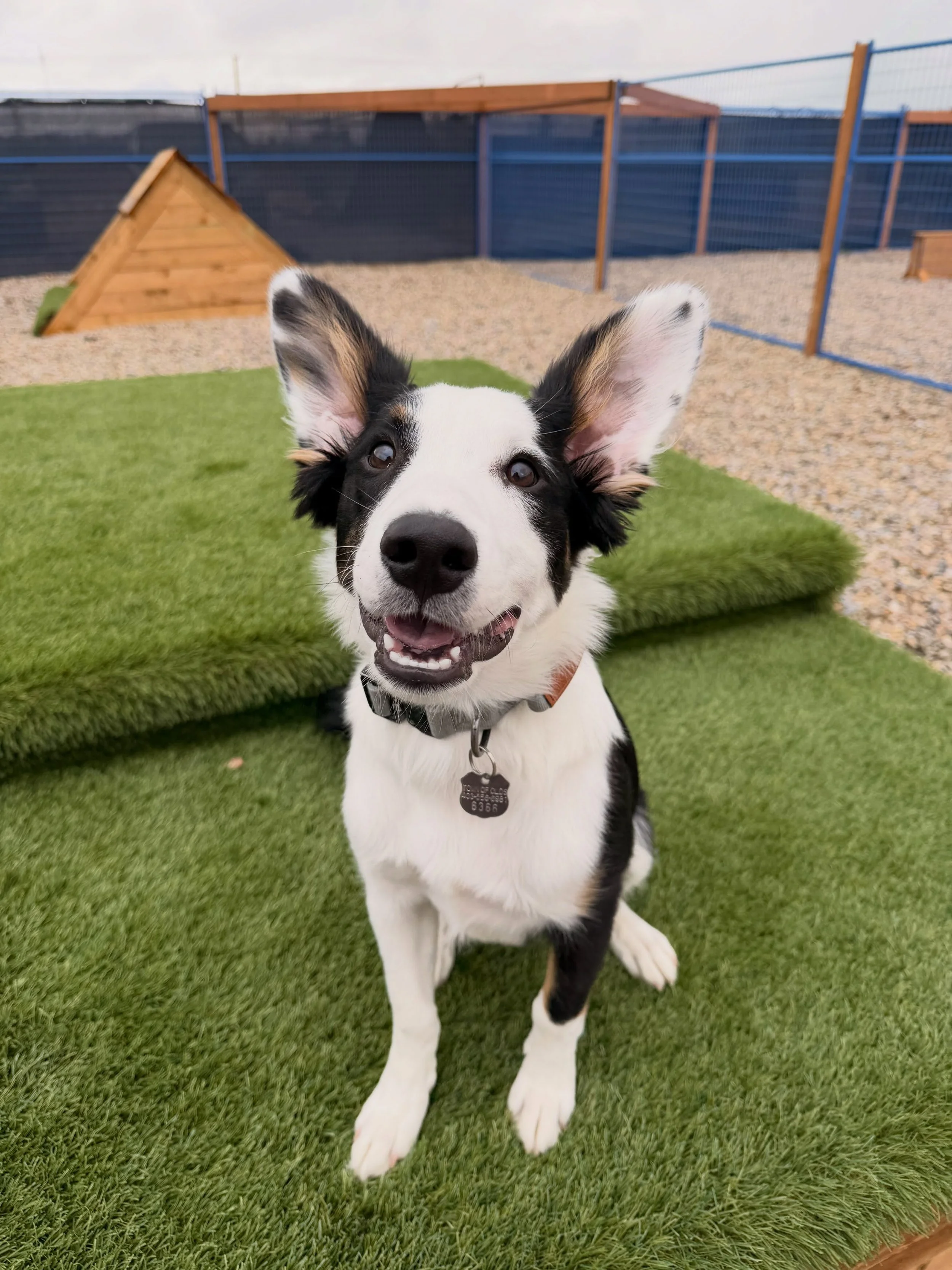 Dog Boarding Airdrie & Crossfield, Dog Daycare Airdrie Crossfield, Cat Boarding Airdrie Crossfield, Off leash dog walking Airdrie & Crossfield, Dog Grooming Calgary, Dog Boarding Calgary, Dog Daycare Calgary, Cat Boarding Calgary Dog Grooming Calgary