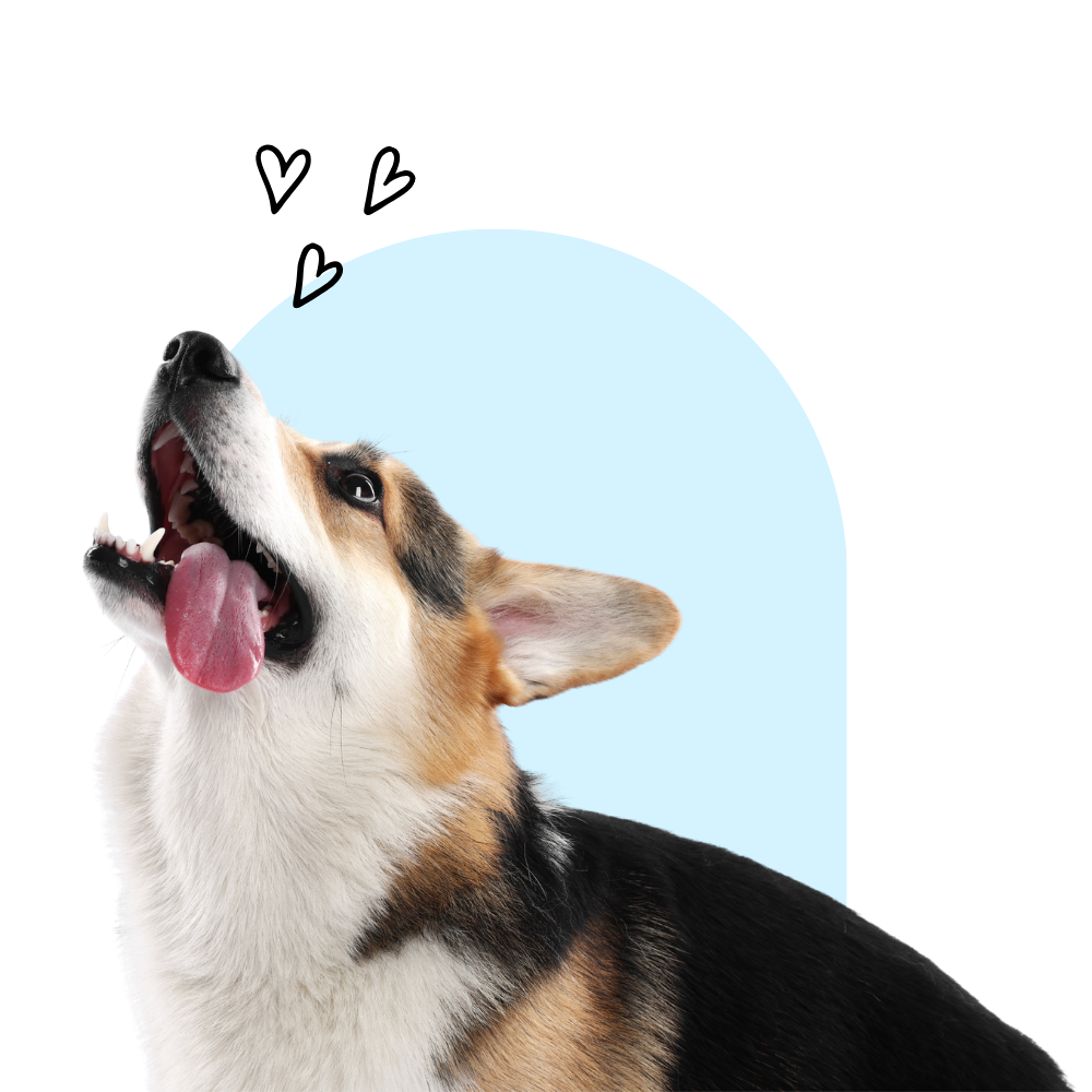 Dog Boarding Airdrie & Crossfield, Dog Daycare Airdrie Crossfield, Cat Boarding Airdrie Crossfield, Off leash dog walking Airdrie & Crossfield, Dog Grooming Airdrie, Dog Boarding Calgary, Dog Daycare Calgary, Cat Boarding Calgary Dog Grooming Calgary