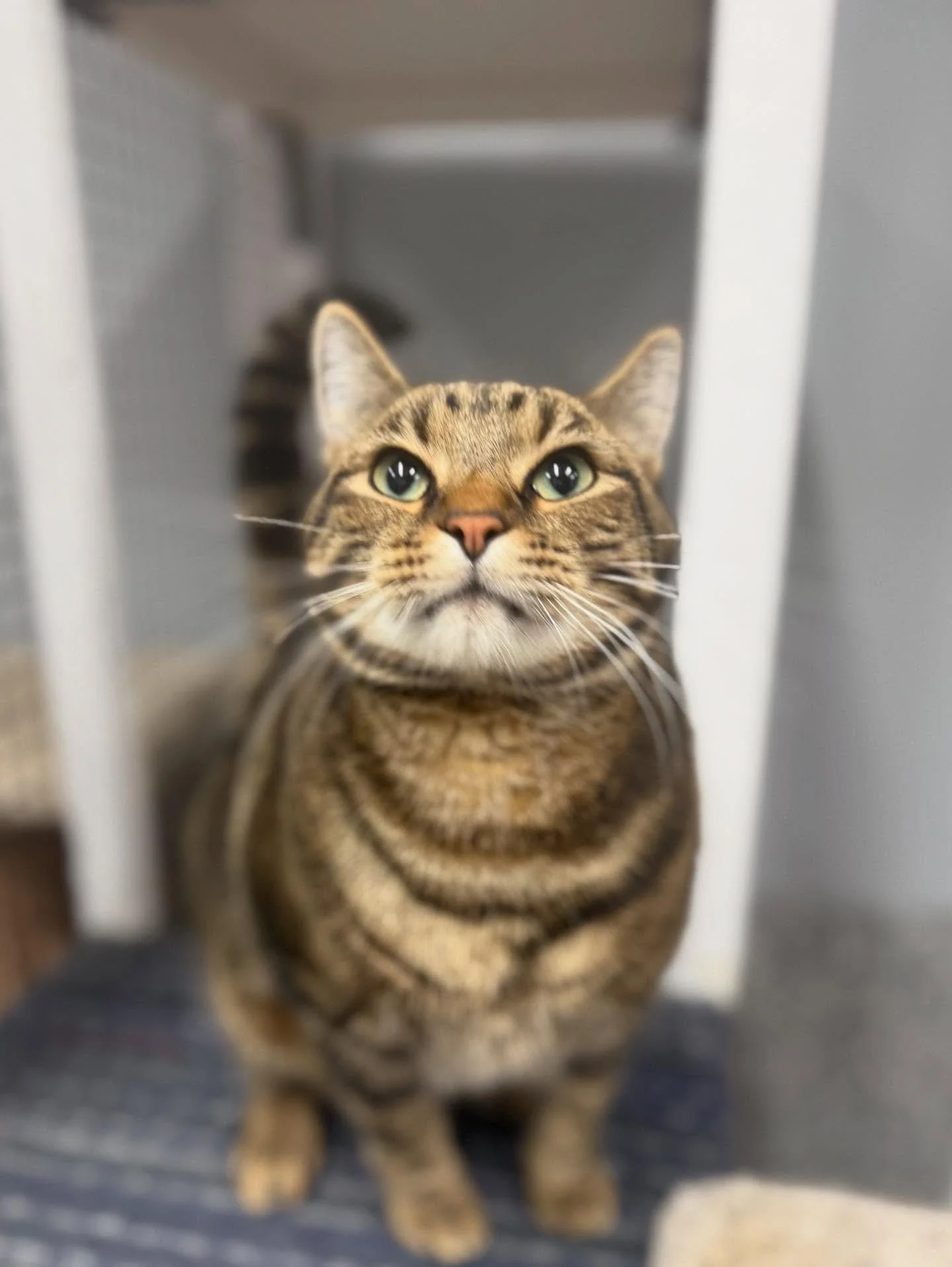 cat boarding Airdrie & Crossfield, safe cat care facility Airdrie, overnight cat boarding Crossfield, comfortable cat enclosure, clean cat boarding room