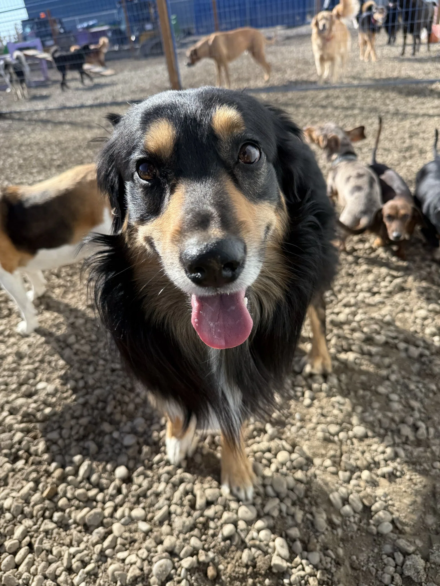 At Love Your Pet Dog Daycare, safety and comfort come first, with careful monitoring and a calm, structured setting for all dogs.