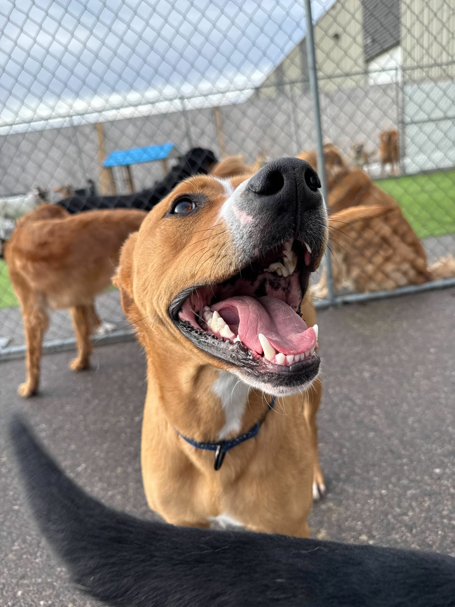 A happy dog with brown fur, white markings, and a black nose, standing outdoors near a chain-link fence with other dogs in the background.