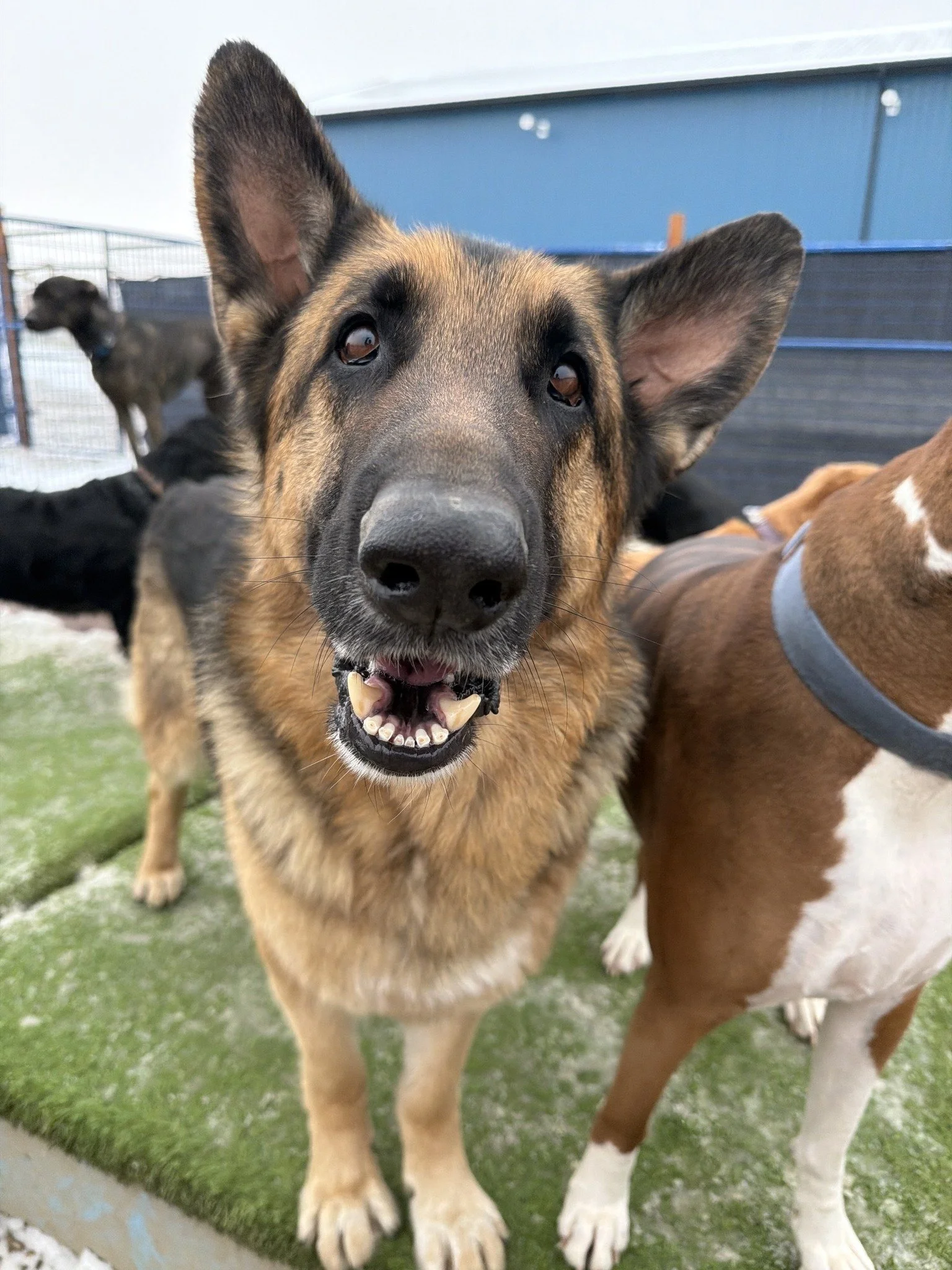 Close-up of a German Shepherd dog with large ears, smiling with teeth showing, beside other dogs on a green artificial turf surface.
