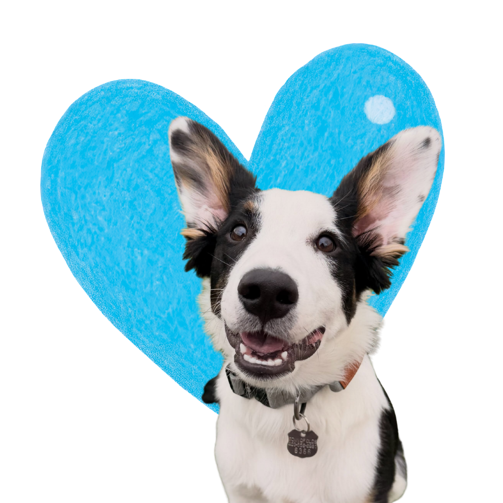 A happy black and white dog with large ears standing in front of a blue plush heart shape.