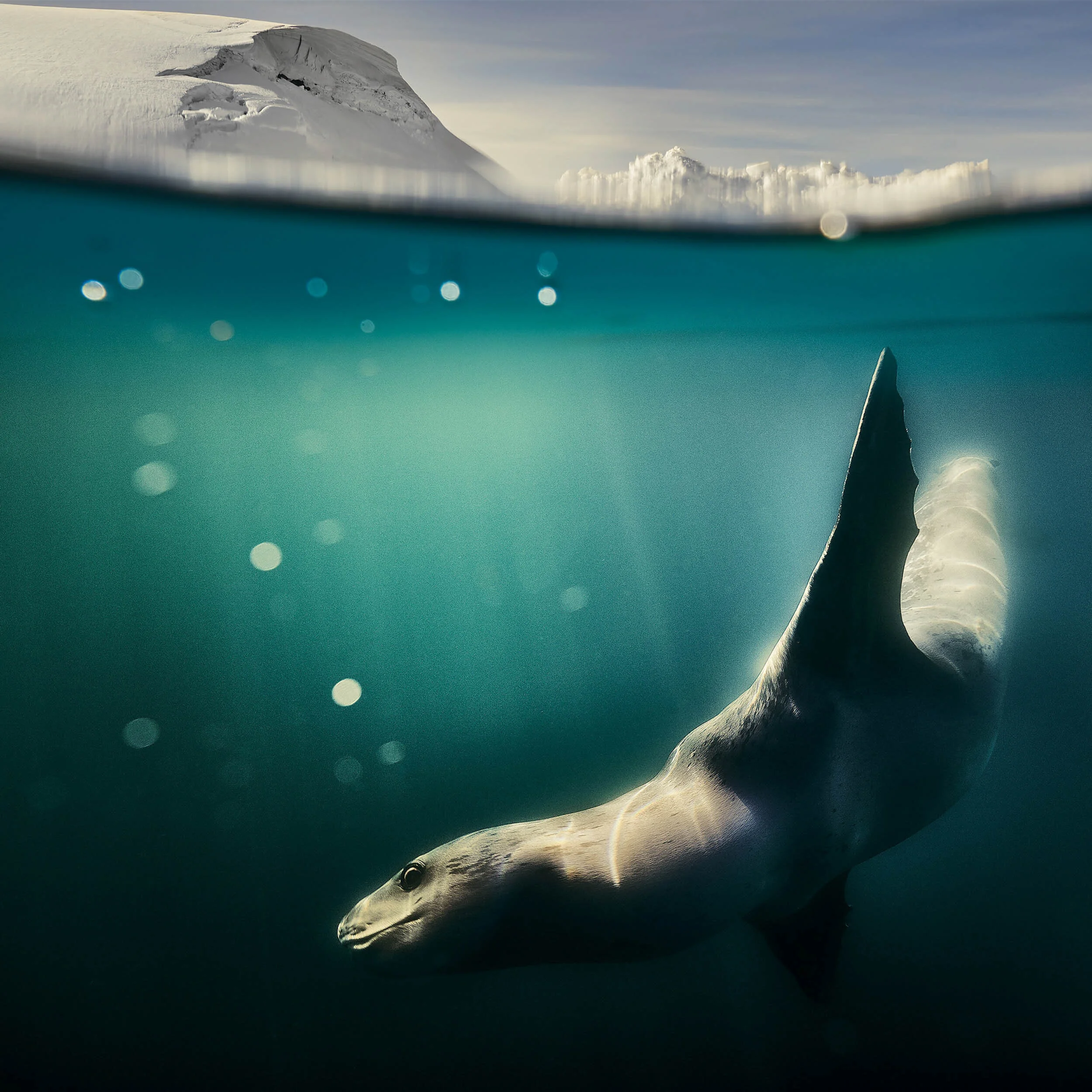 Retouched Seal Landing Page.jpg
