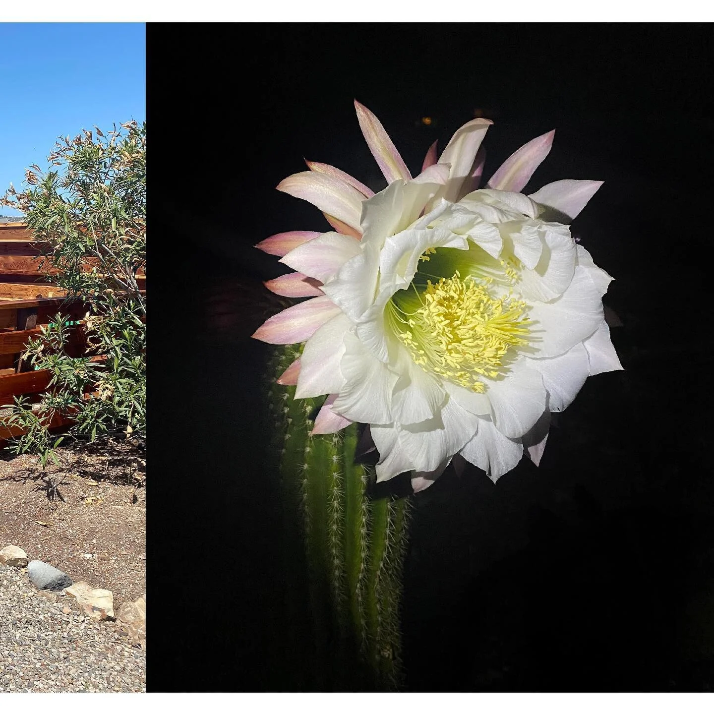 Echinopsis Candicans - We were lucky enough to catch this short-lived cactus flower was caught at just the right moment during midnight, as these large blooms express  themselves at nighttime.

#mossworksco #landscapearchitecture #landscapedesign #la
