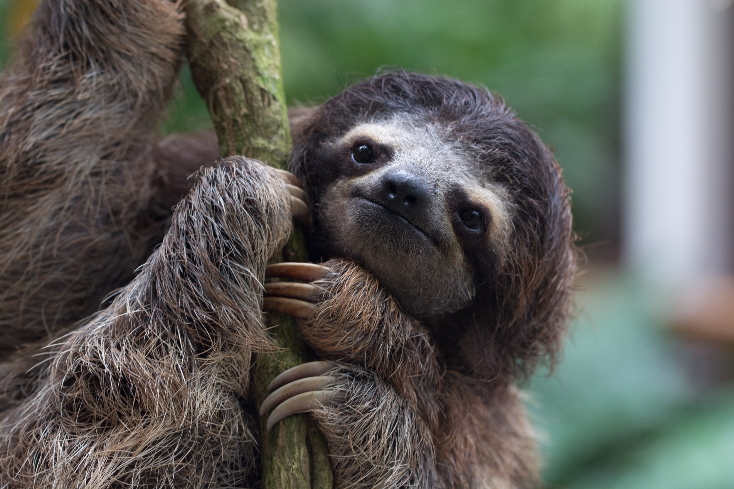 sloth sleeping in tree