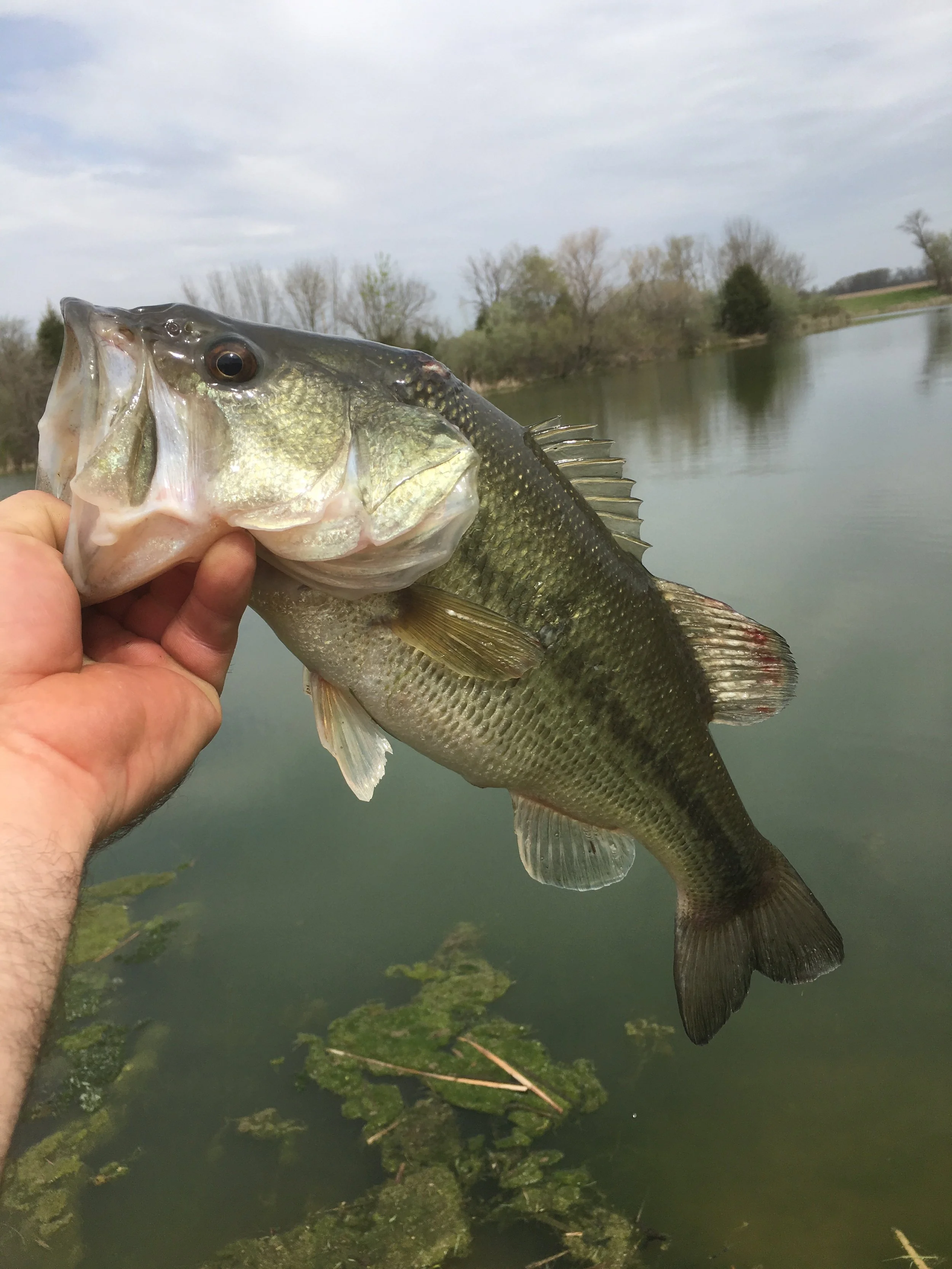 Large Mouth Bass Large Mouth Bass