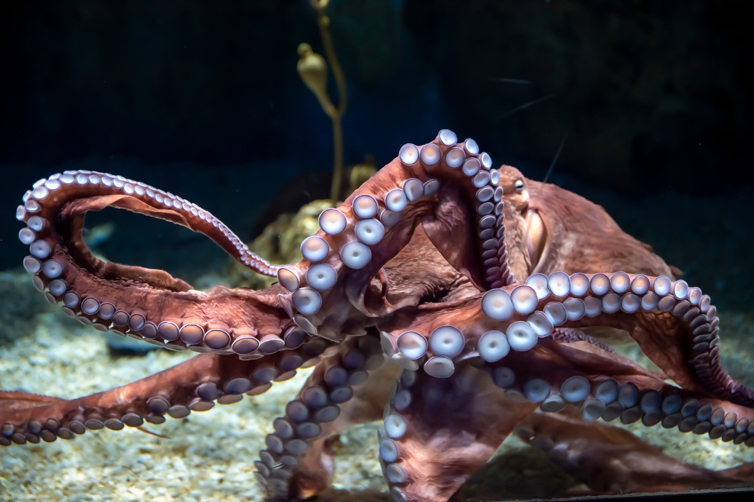 Giant Pacific Octopus Heymrjim