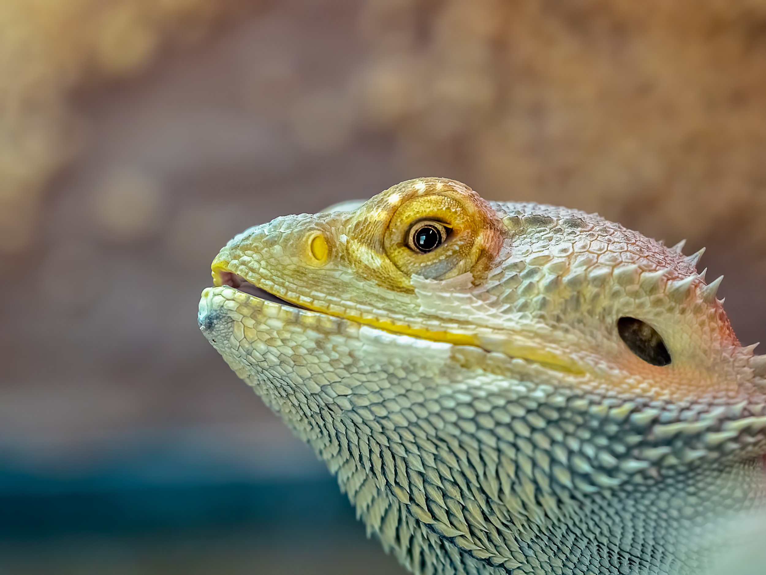 Central Bearded Dragon - The Australian Museum