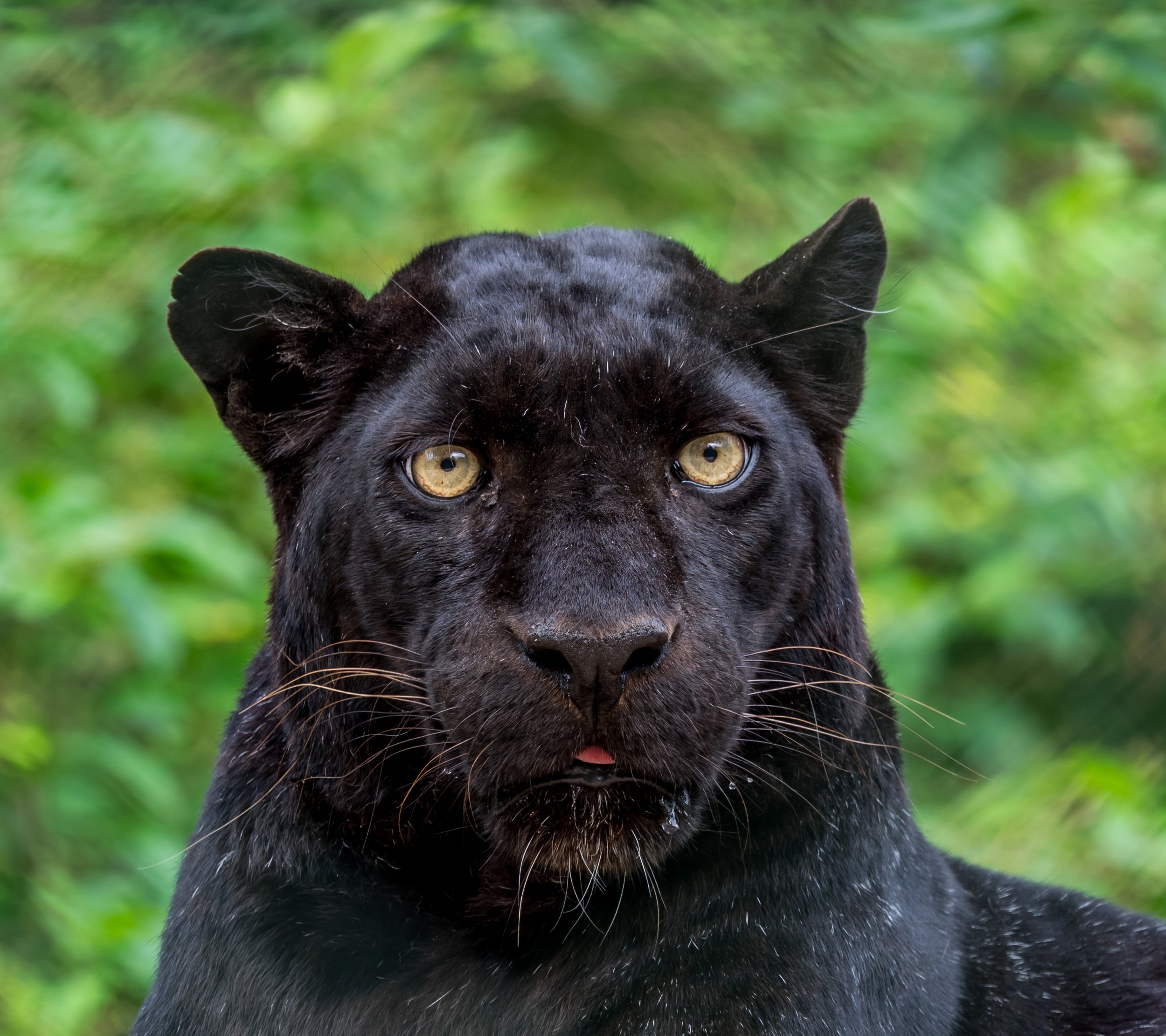 Black Panther — HEYMRJIM