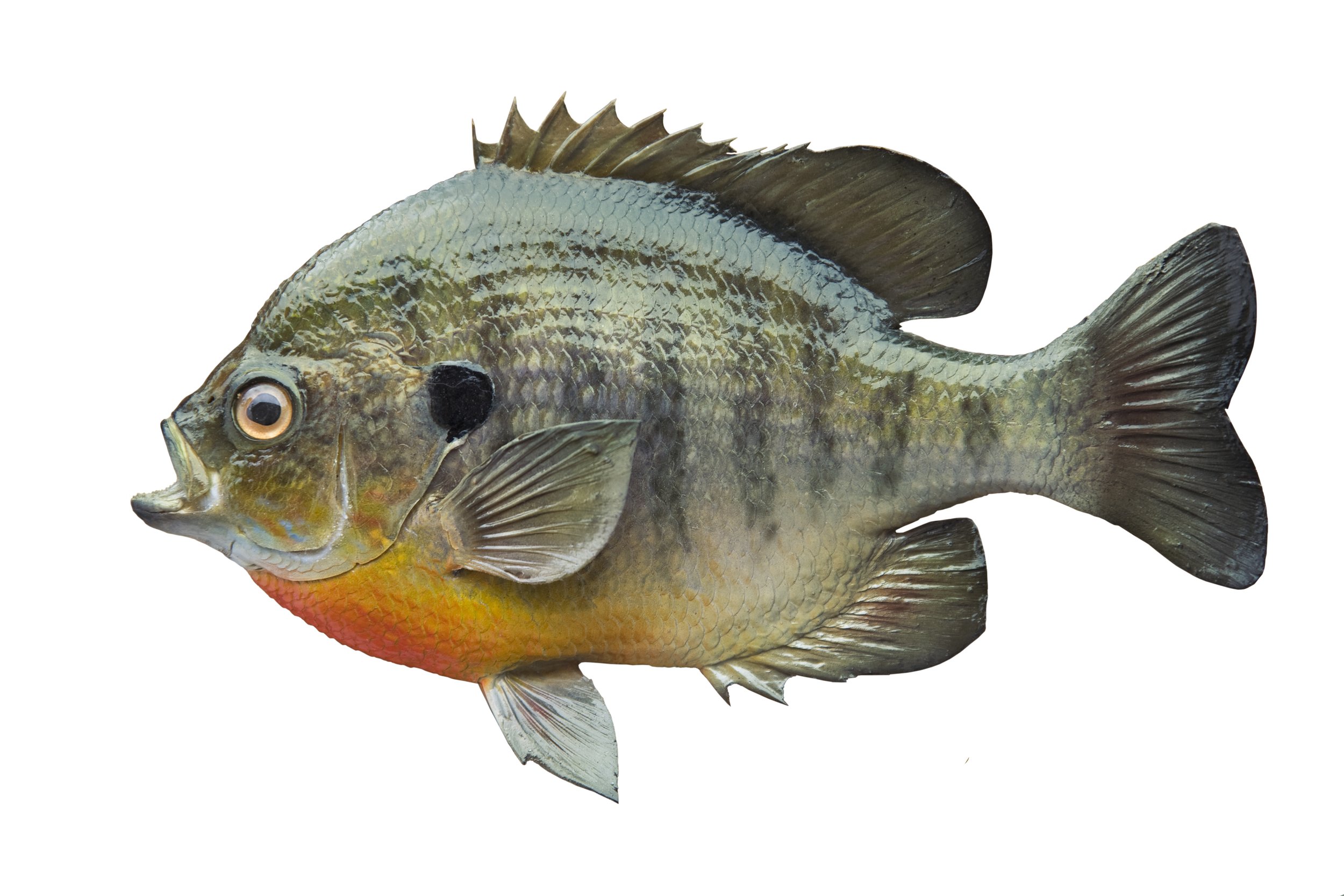 Bluegill